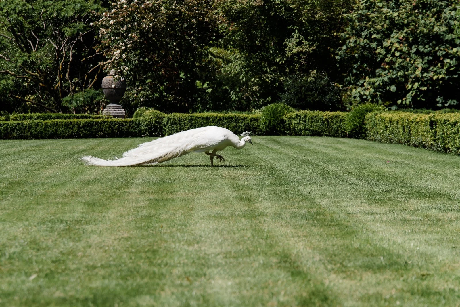 White peacock walking through formal Italian gardens on Isola Bella overlooking Lake Maggiore.