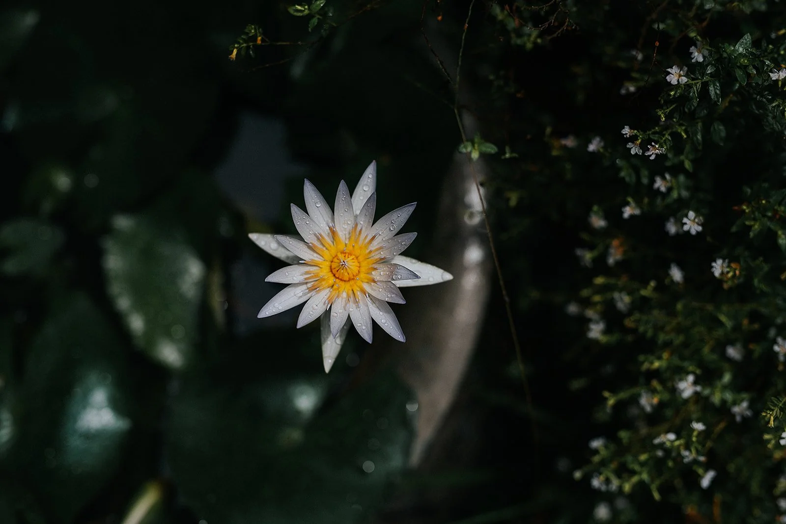 Close-up photograph of a water lily in a tropical garden highlighting botanical detail.