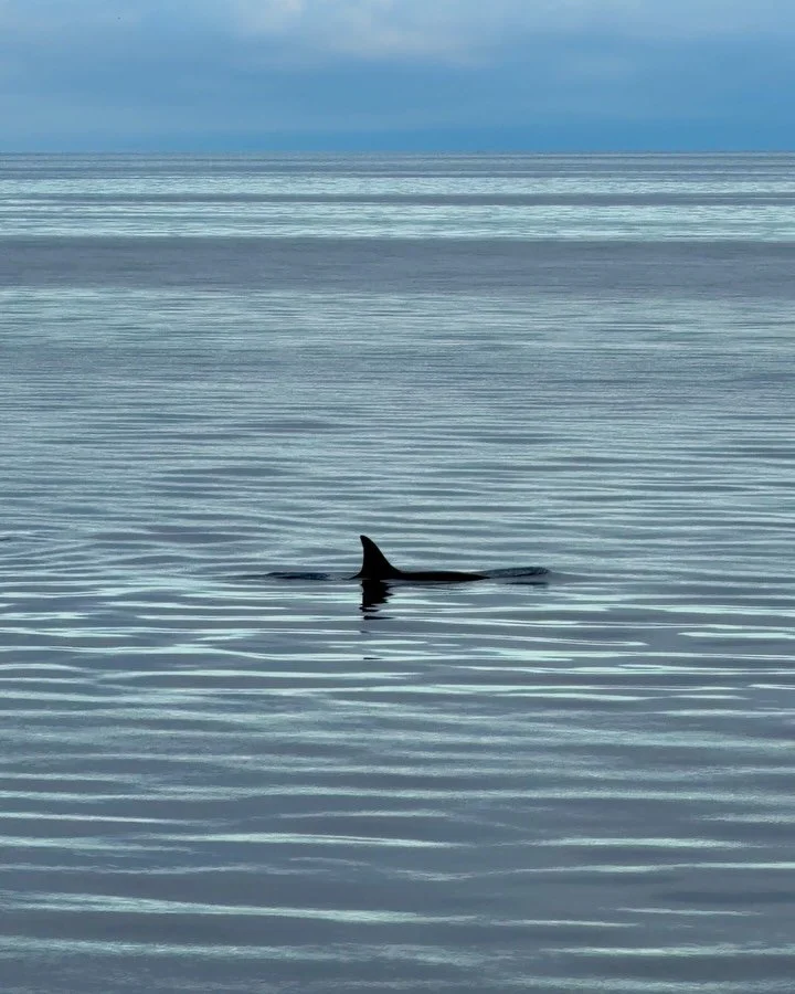 Some unforgettable moments from our @comohotels Journey: Into the Arctic 

1. A family of orcas swimming by the packed ice
2. Glacier calving at Lillieh&ouml;&ouml;kbreen
3. Young walrus napping on the iceberg at Borebukta
4. Harbor seal chilling on 