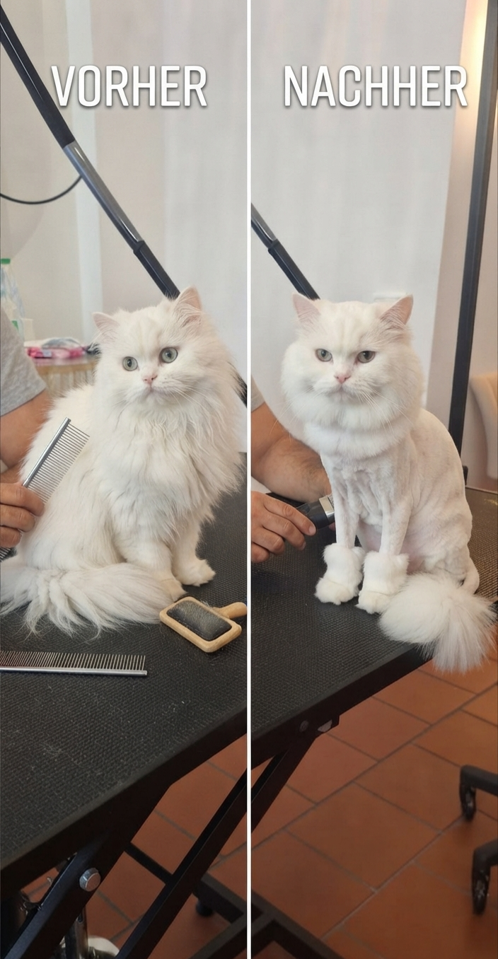 katzen vorher nachher.png