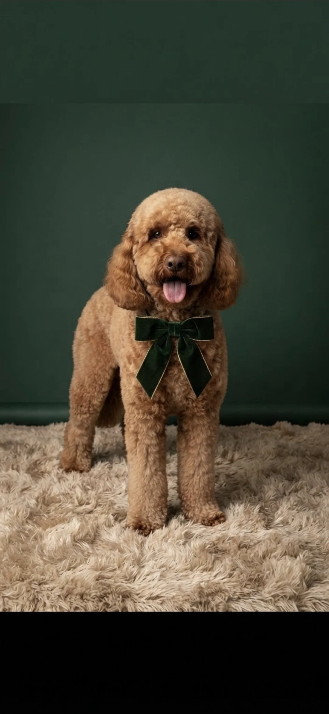 hund6.jpg