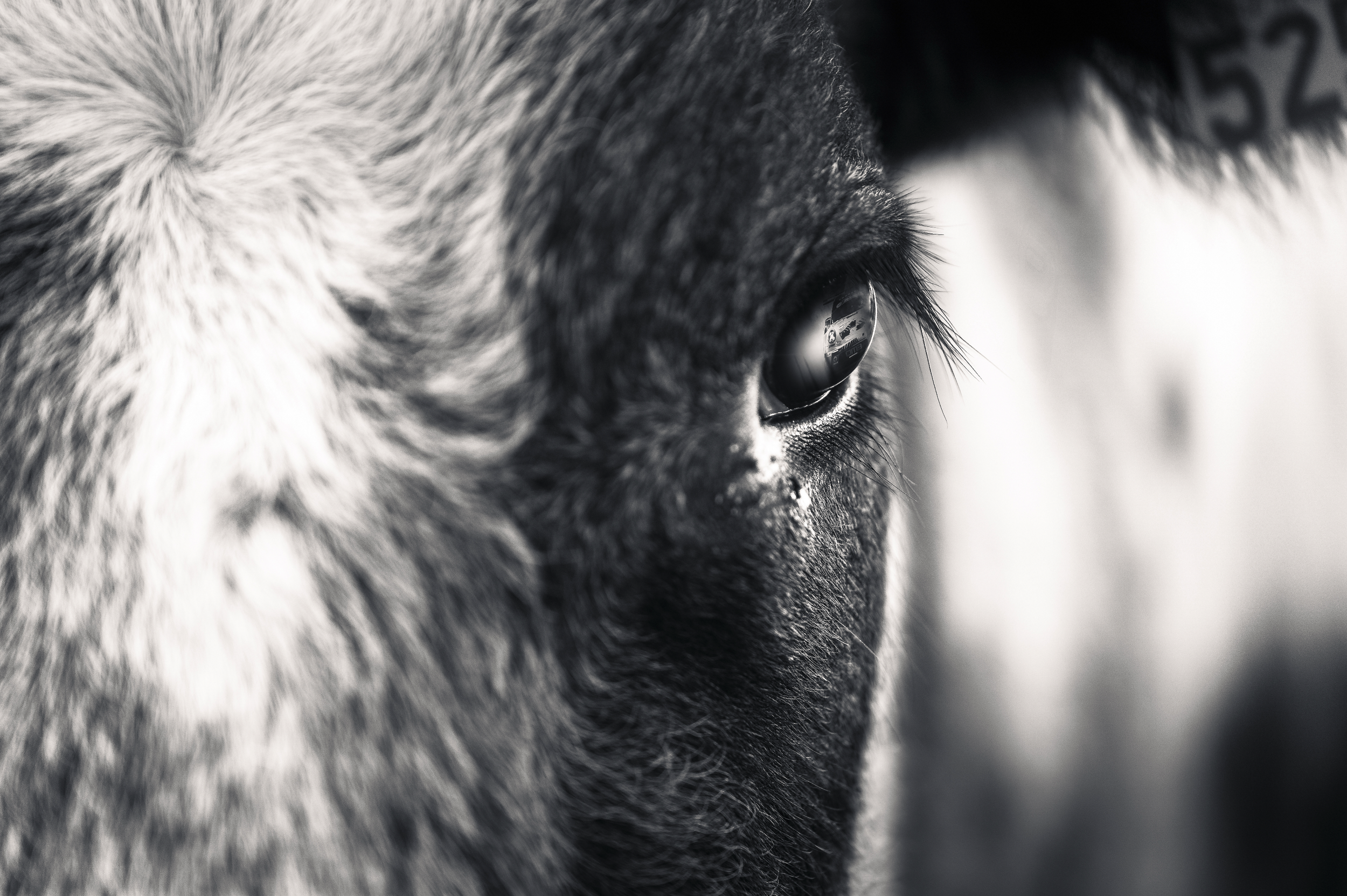 Close-up of a cow's eye with reflected outdoor scenery, black and white photo.