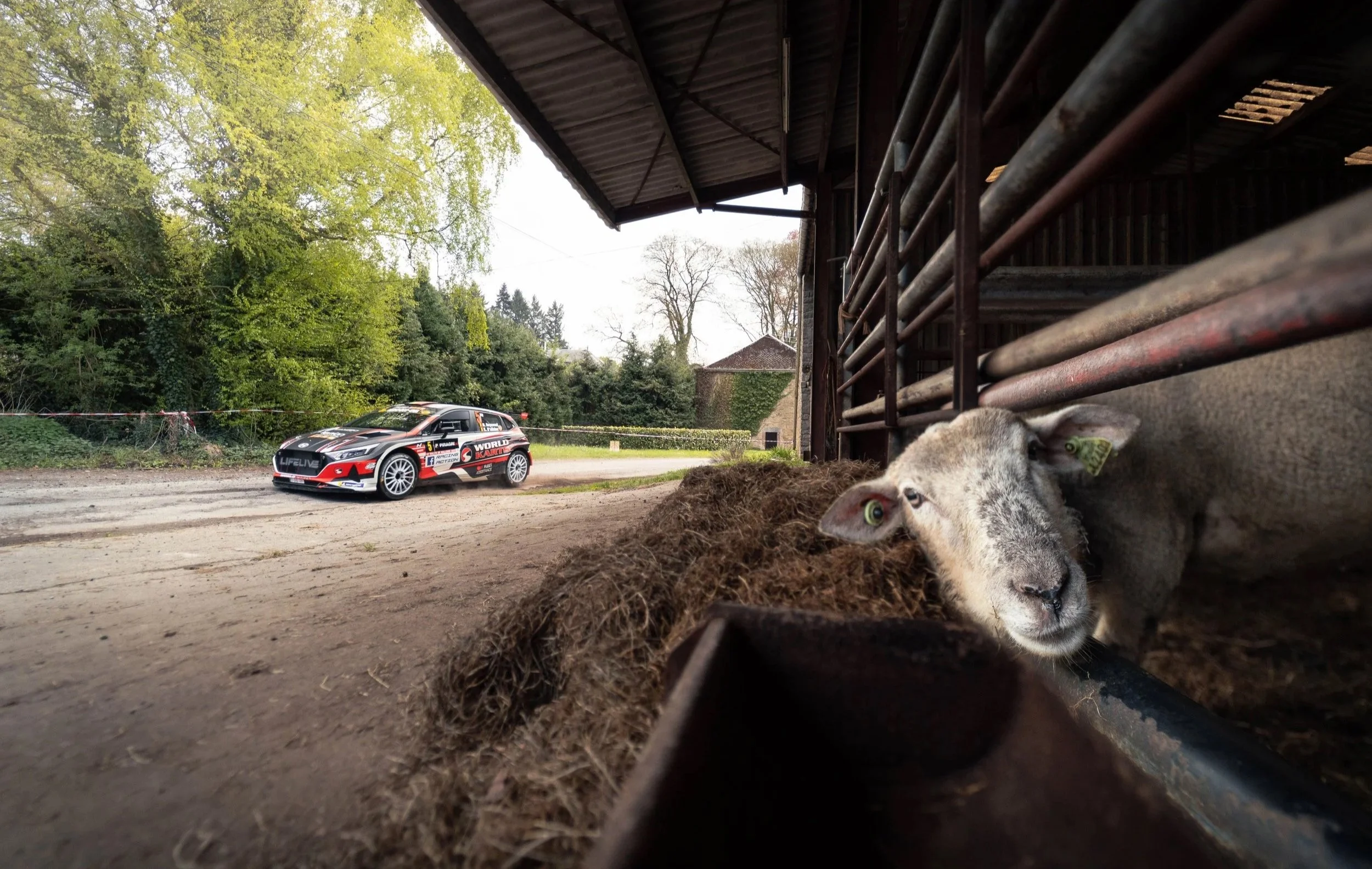 Niels Reynvoet Rallye de wallonie Hyundai i20 rally2 livery Lifelive motorsport