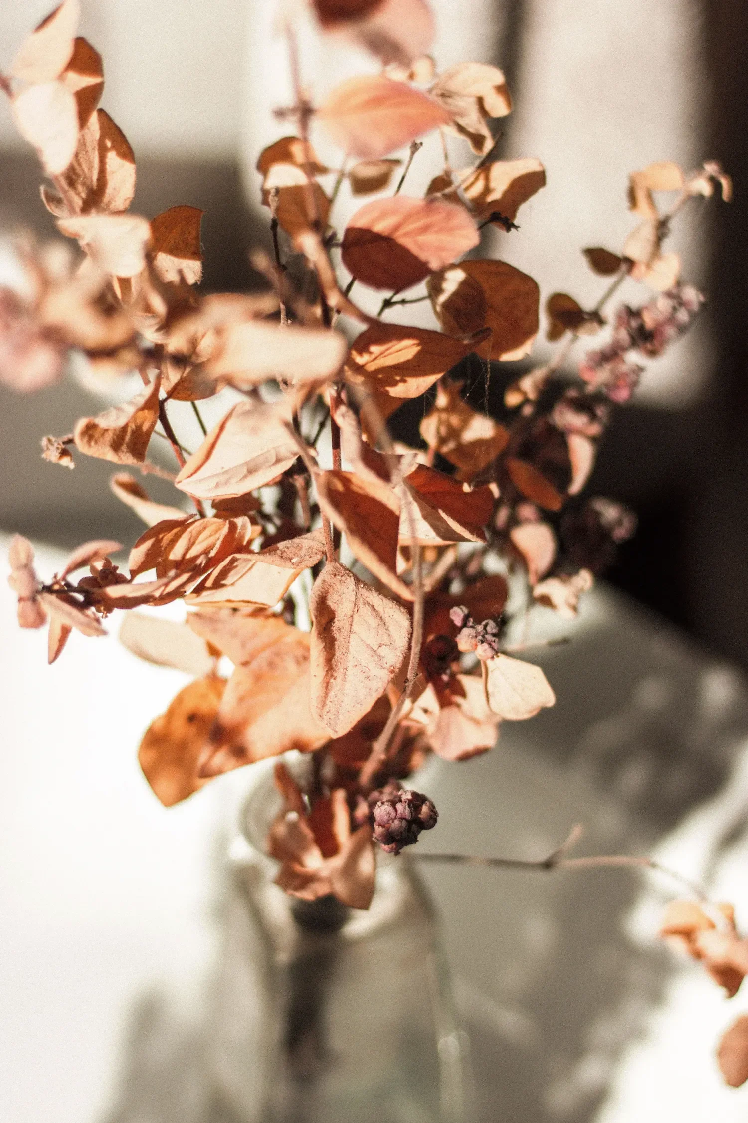 Fleurs séchées de couleur rose et brune dans un vase.