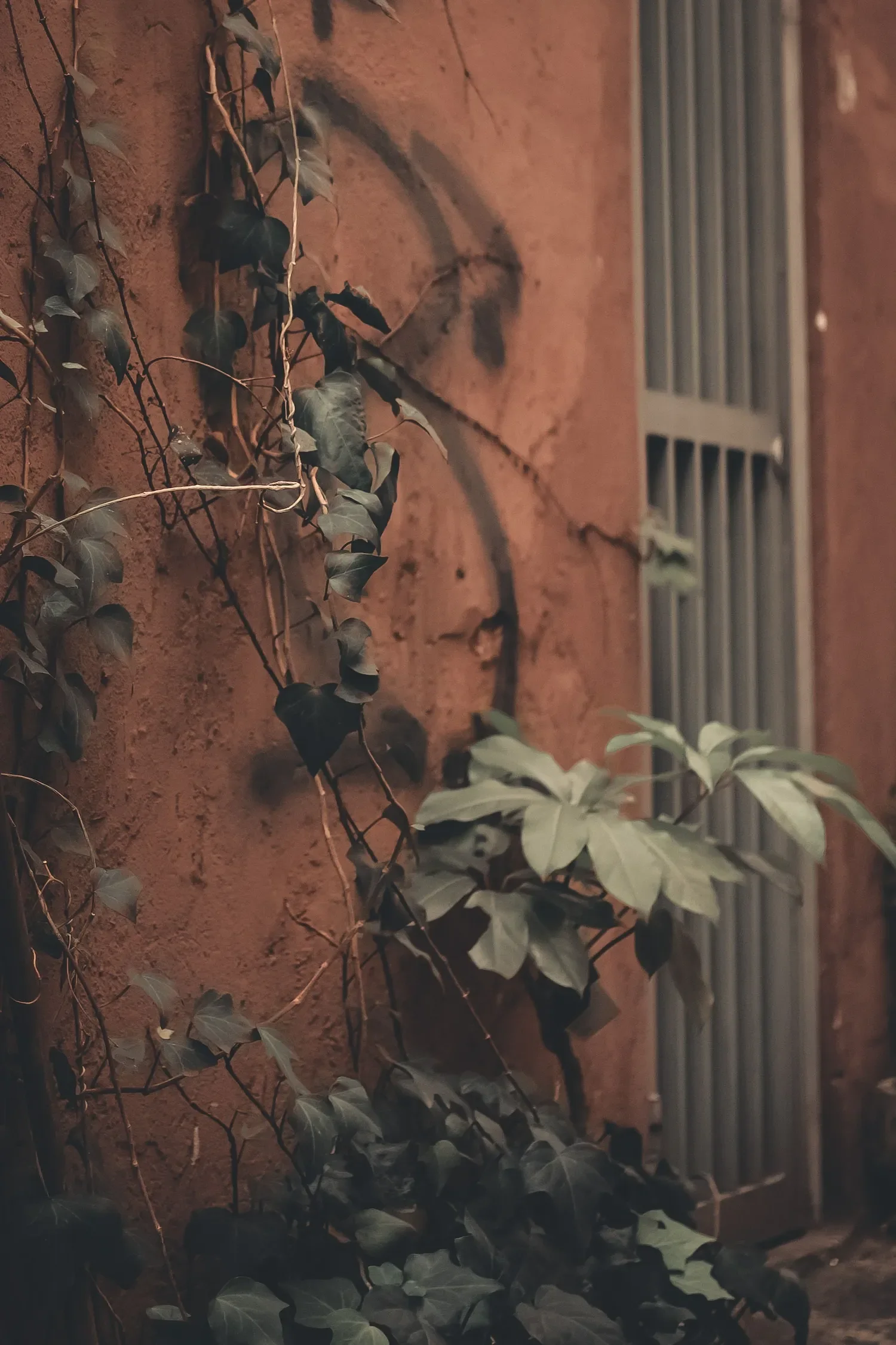 Vigne grimpante le long d'un mur en pierre orangée, avec une fenêtre en métal à barres à proximité. parfait pour ombrager et rafraichir l'air ambiant d'un lieu.