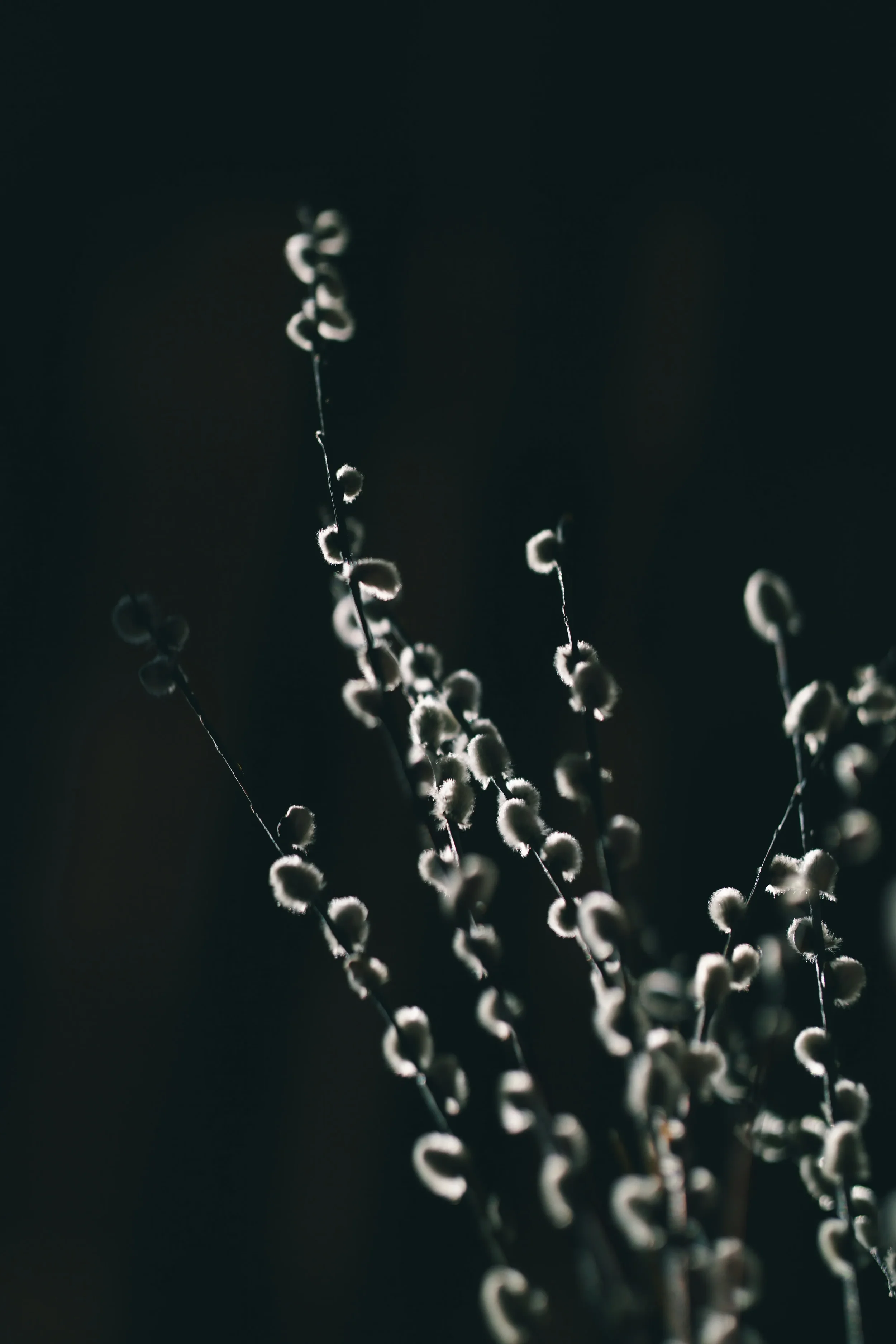 Branches de coton avec des boules de coton blanc contre un fond sombre.