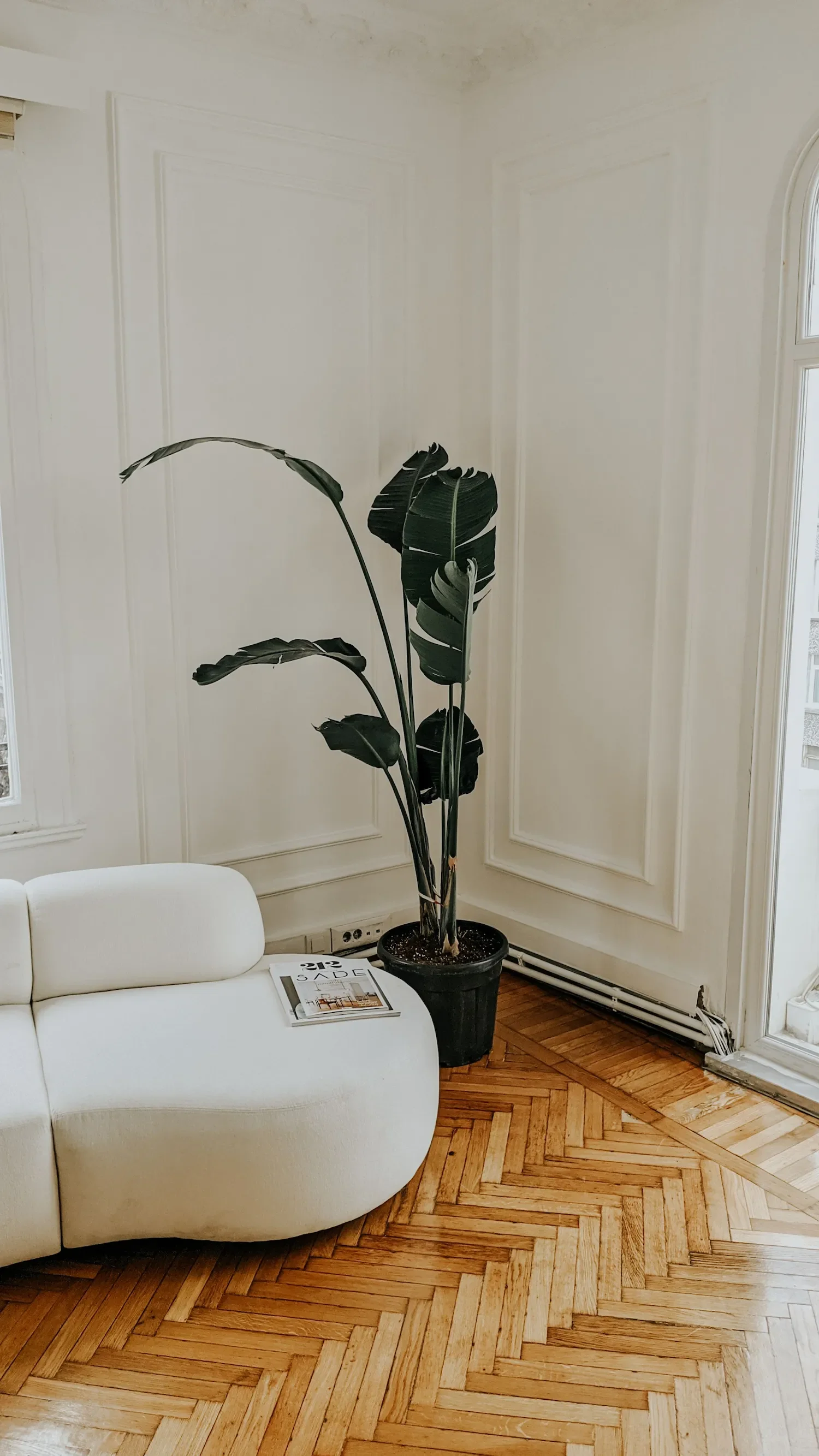 Une grande plante verte dans un pot noir dans un coin d'une pièce lumineuse avec des murs blancs et un parquet en bois. Il y a un canapé blanc avec un magazine dessus. Une fenêtre permet d'éclairer la pièce.