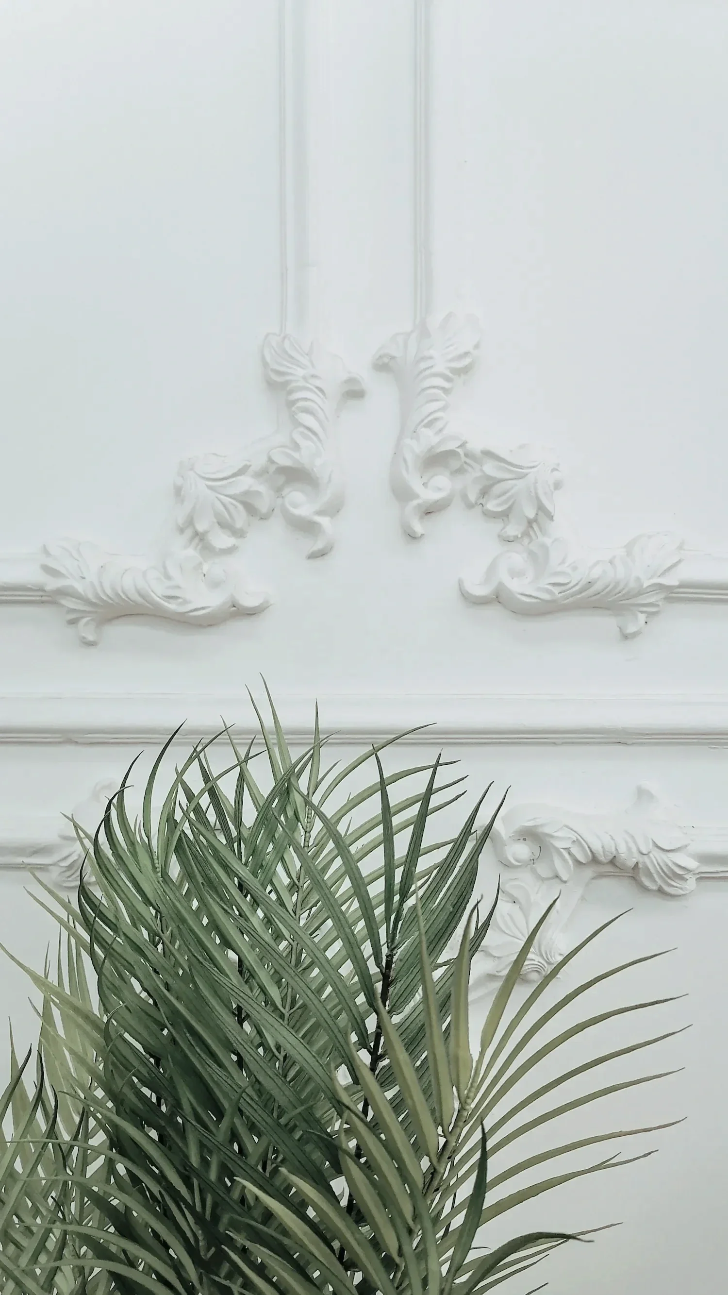 Une plante verte en premier plan avec des feuilles longues et fines pour valoriser des un mur blanc orné de moulures décoratives baroques.