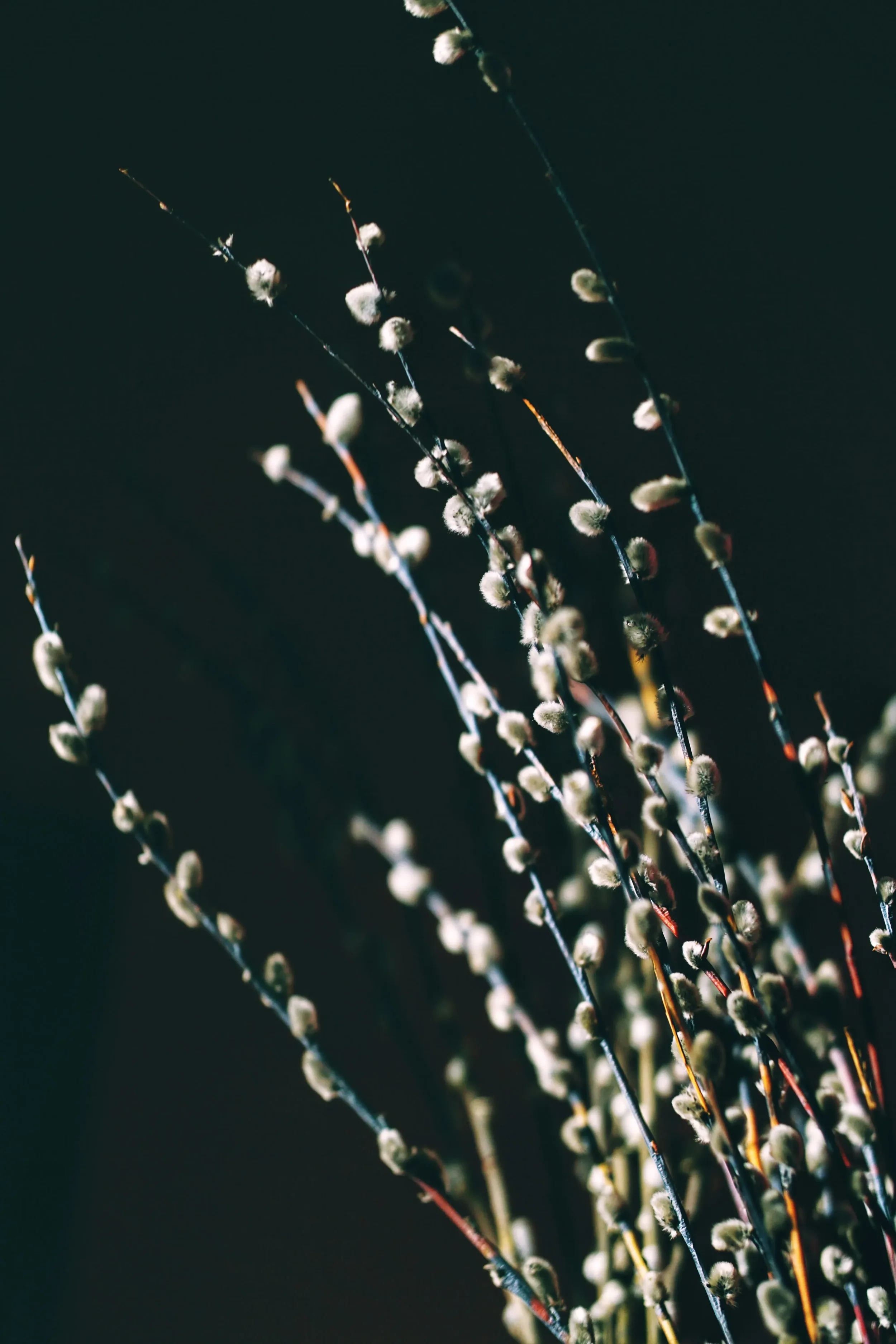 Branches de chatons de chat (Salix) contre un fond sombre.