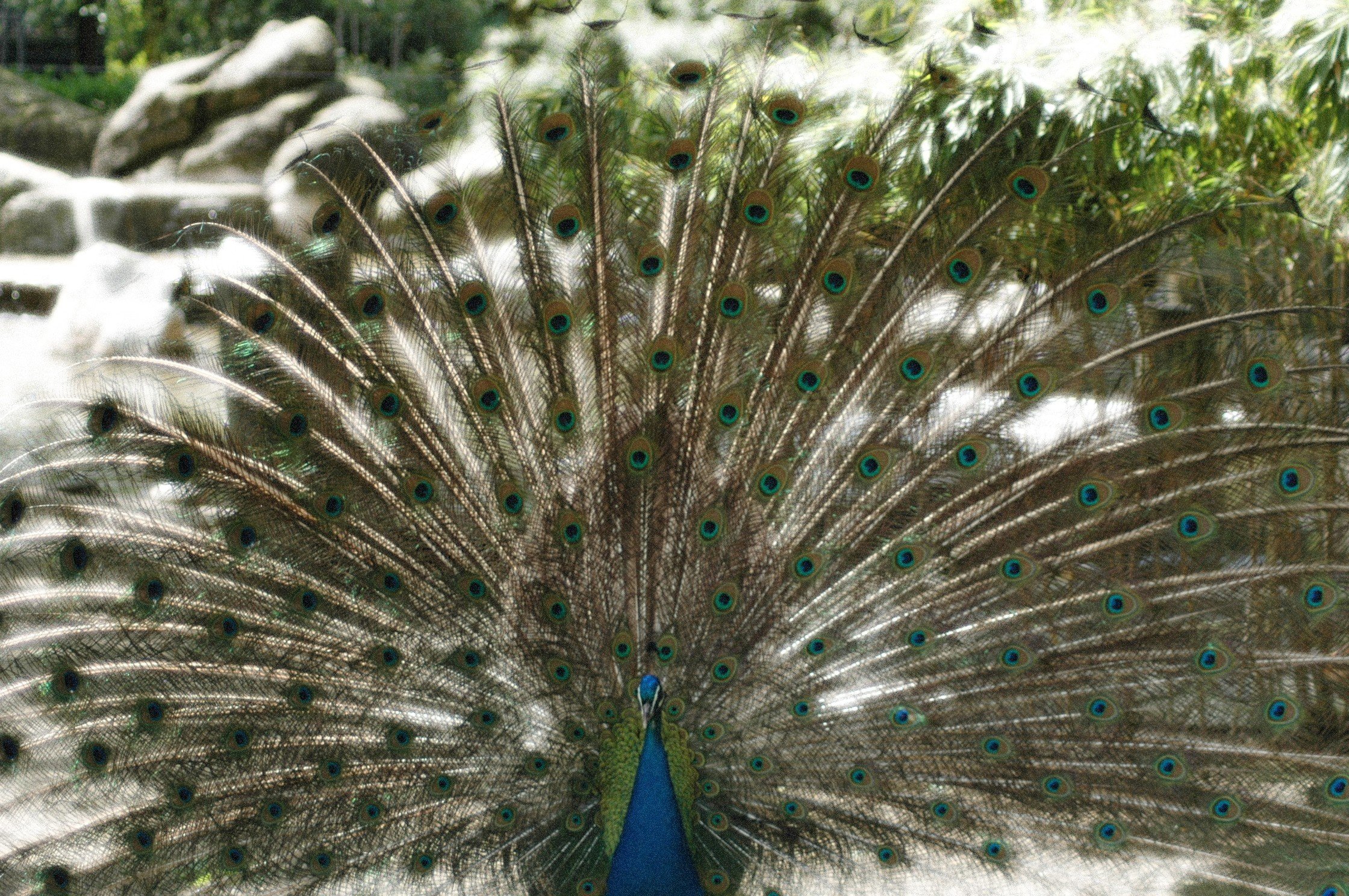 Un pavone aperto con le piume colorate e occhiellate.