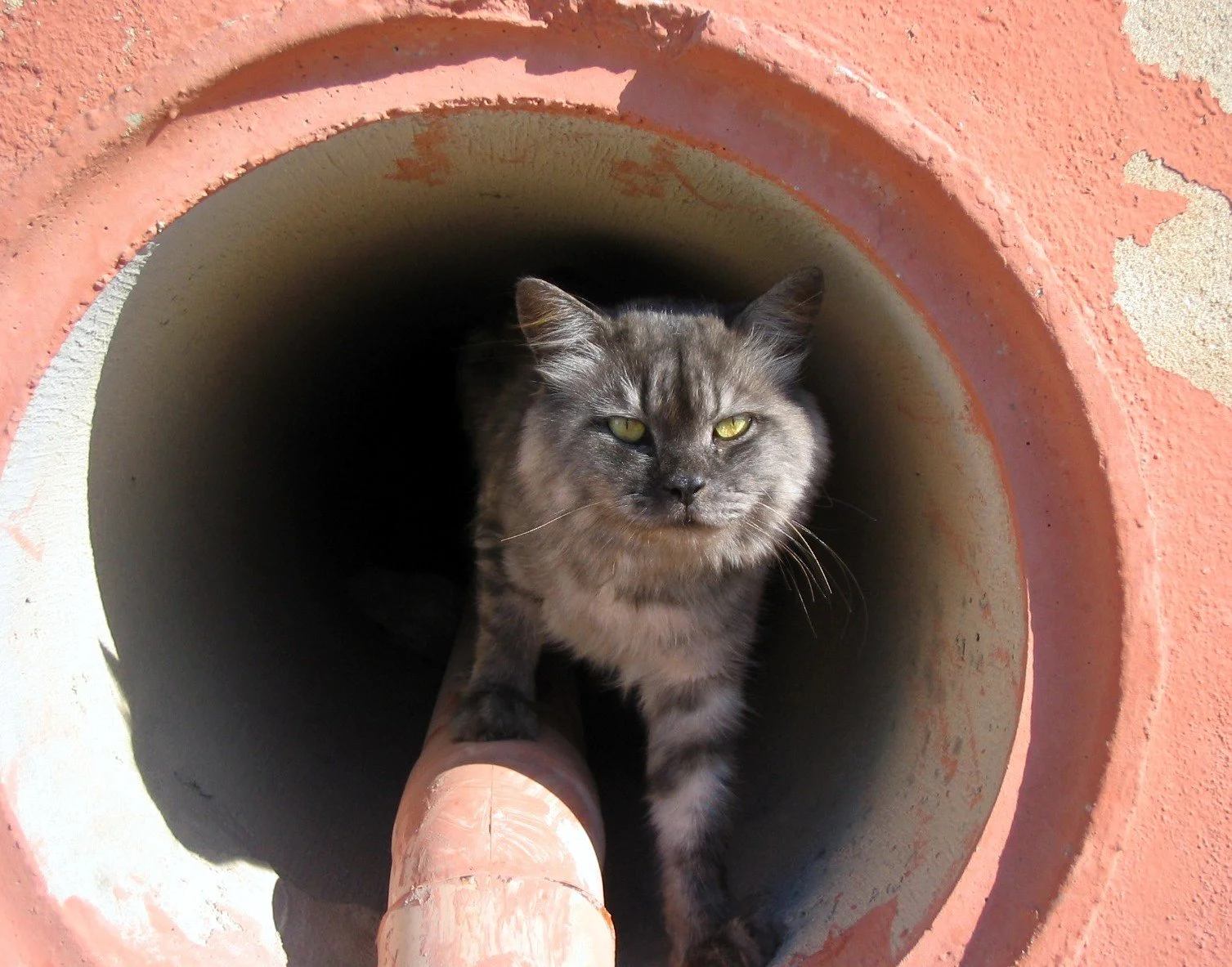 Gatto grigio che esce da un tubo di cemento, con pareti di colore rosa e bianco.