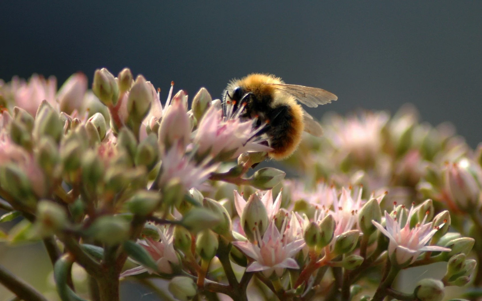 Un'ape appollaiata su un fiore rosa intenta a raccogliere il polline.
