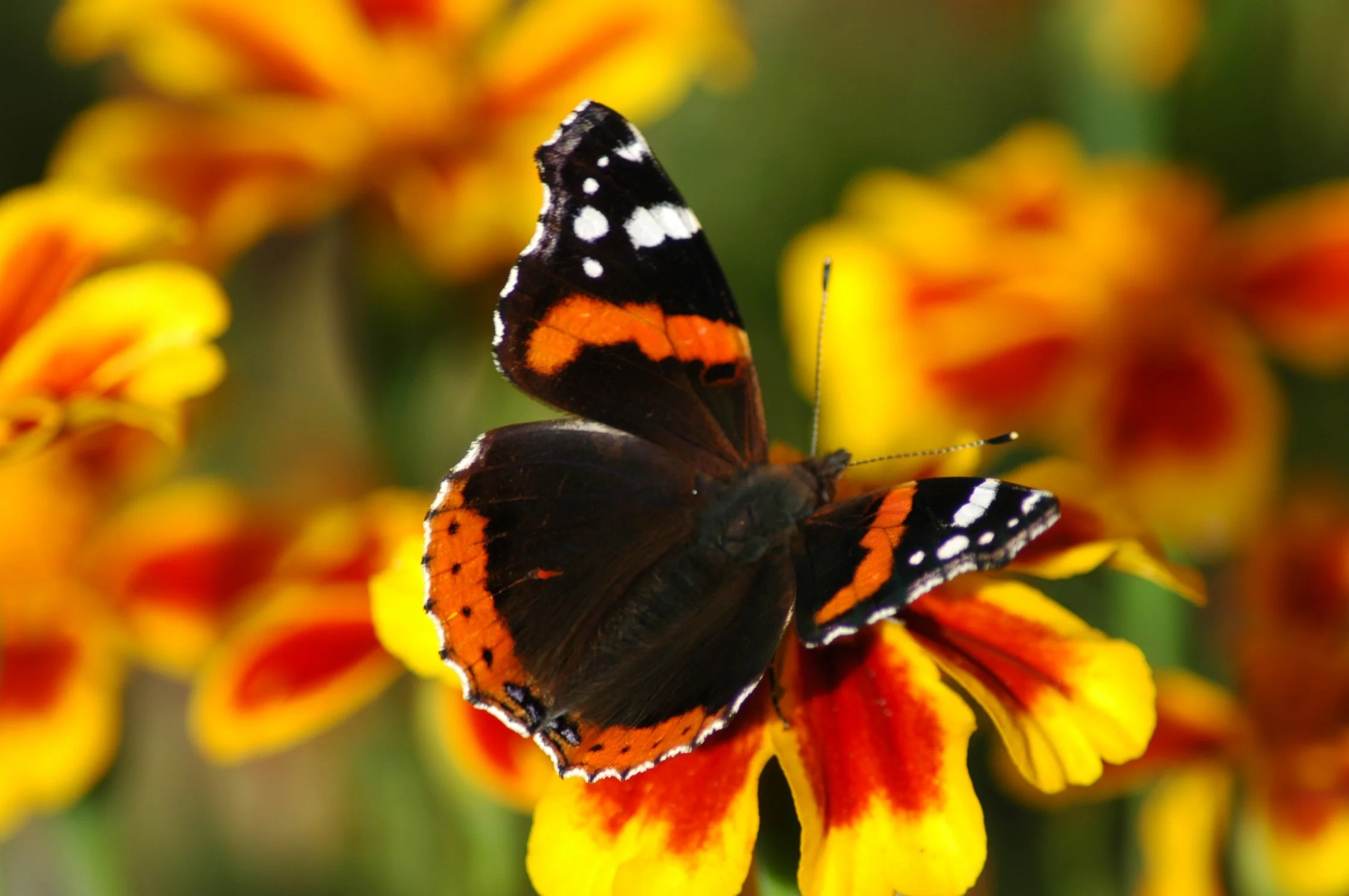 Una farfalla dai colori nero, arancione e bianco su un fiore giallo-arancione con petali a strisce