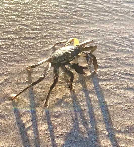 Granchio sulla sabbia con ombra allungata.