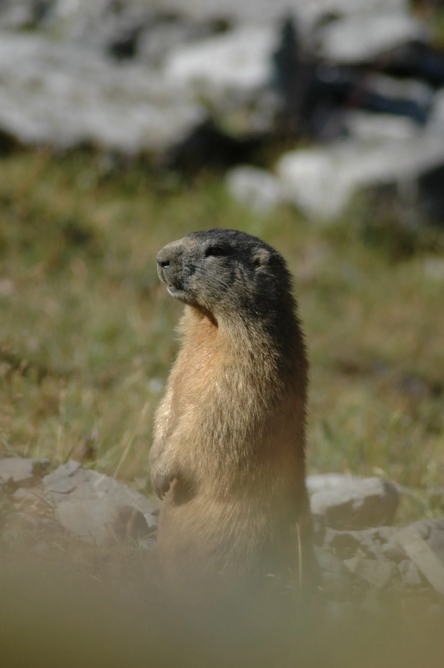 Un castoro si erge sulle zampe posteriori in un ambiente naturale con acqua, rocce e vegetazione sfocata sullo sfondo.