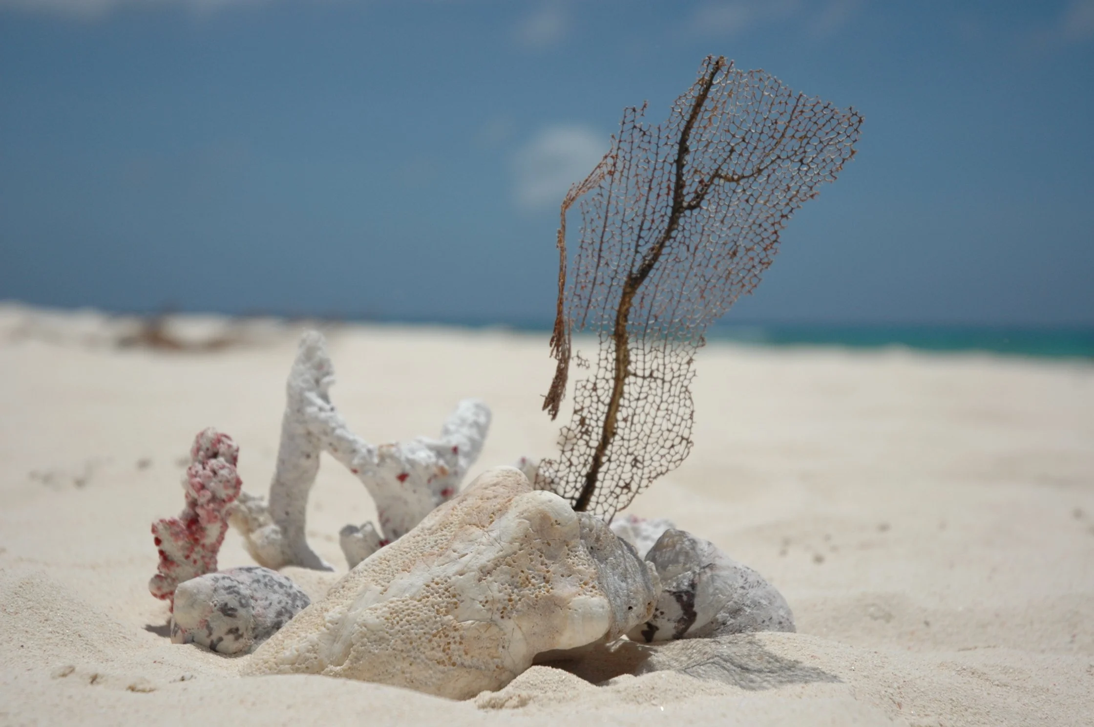 Scheletro di una pianta di corallo e diversi frammenti di corallo bianco e rosa che giacciono sulla sabbia, con il mare e il cielo blu sullo sfondo.