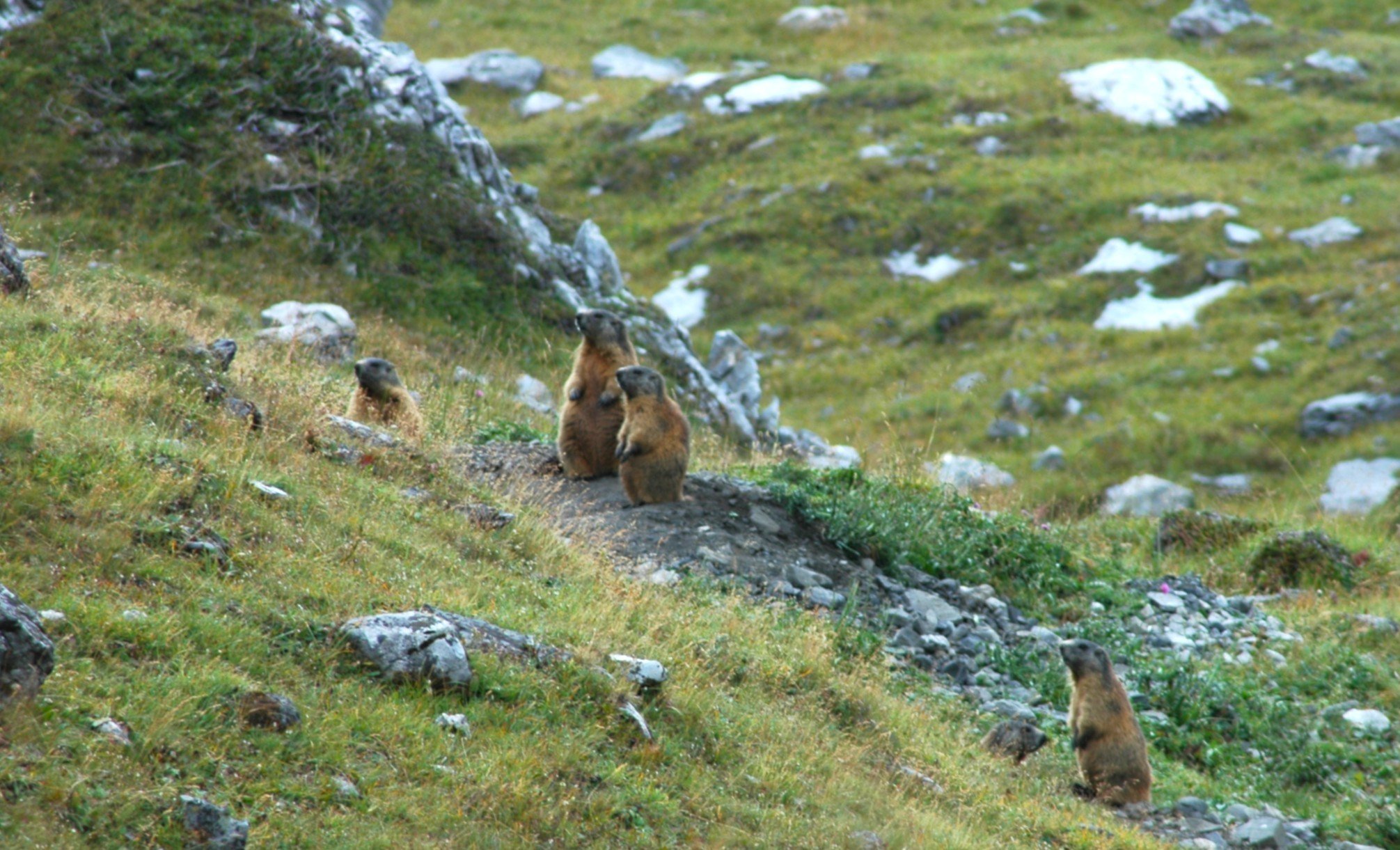 Grupetti di marmotte su un prato verde con rocce e un sentiero.