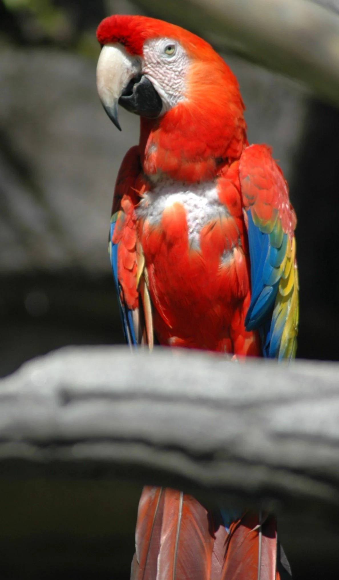 Un pappagallo rosso con piume colorate blu, gialle e verdi, seduto su una superficie