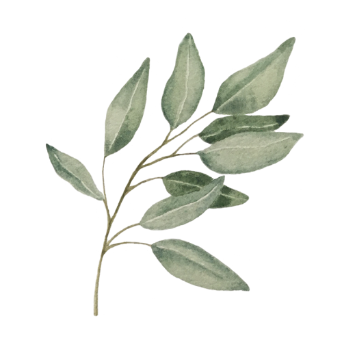 A branch with multiple elongated, greenish-gray leaves.