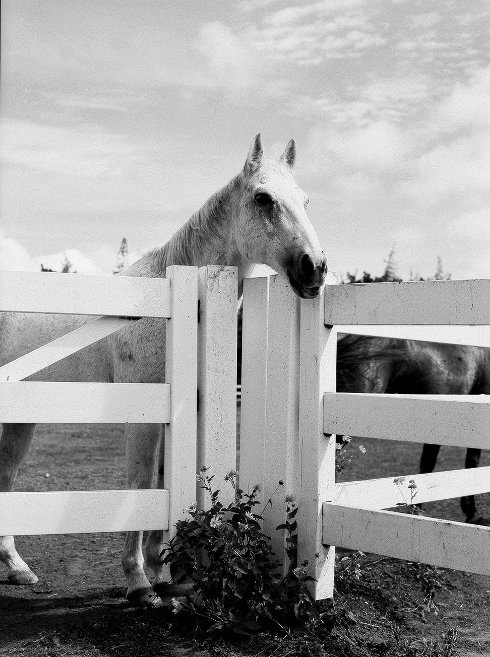 horse 1.JPG