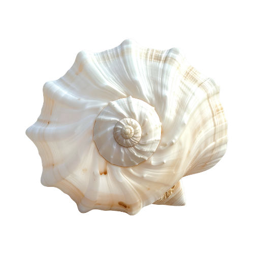 Coquillage décoratif, univers coaching & mentorat