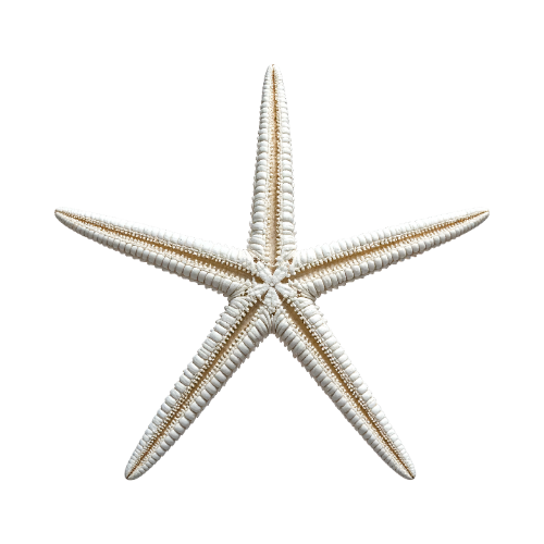 Étoile de mer décorative, univers coaching & mentorat
