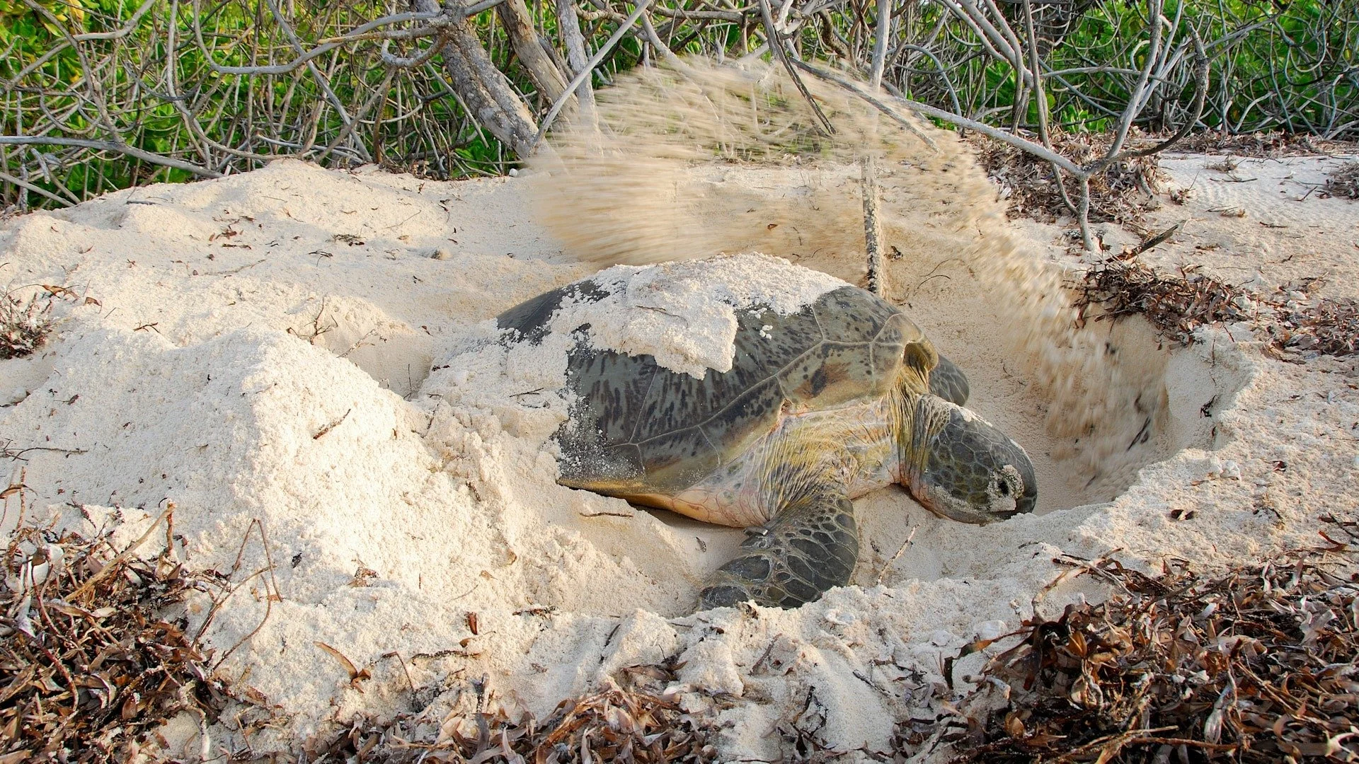 imgi_25_Oceans-Without-Borders-OWB-marine-life-green-sea-turtle-digging-nest-Website-1920x1080-fill-gravityauto-Q_AutoBest.jpg