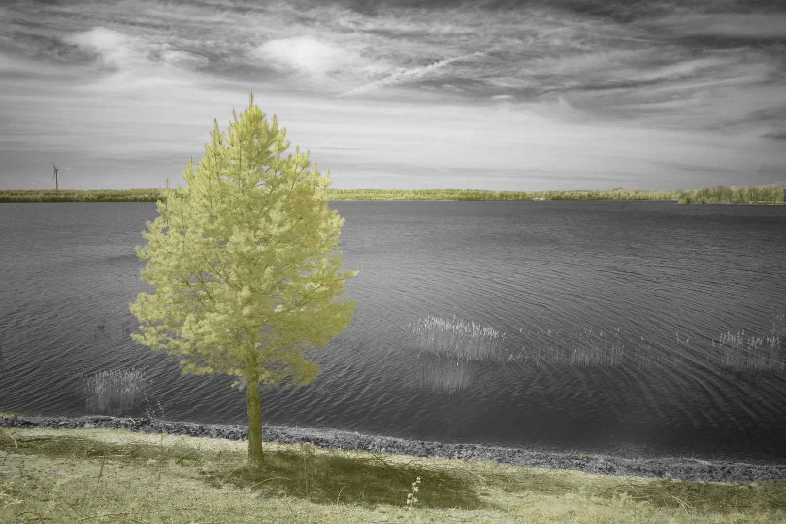 Regeneration-lake 2.jpg