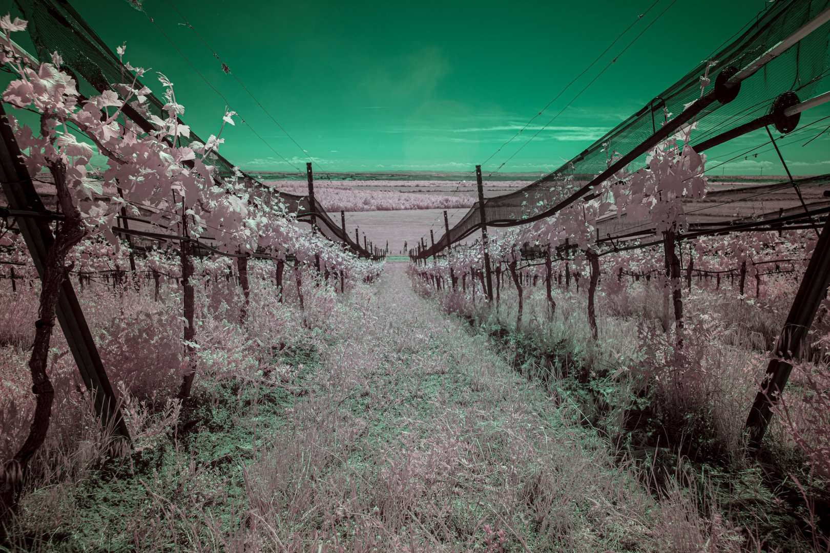 vineyard-browncoal-Tagebau 1.jpg