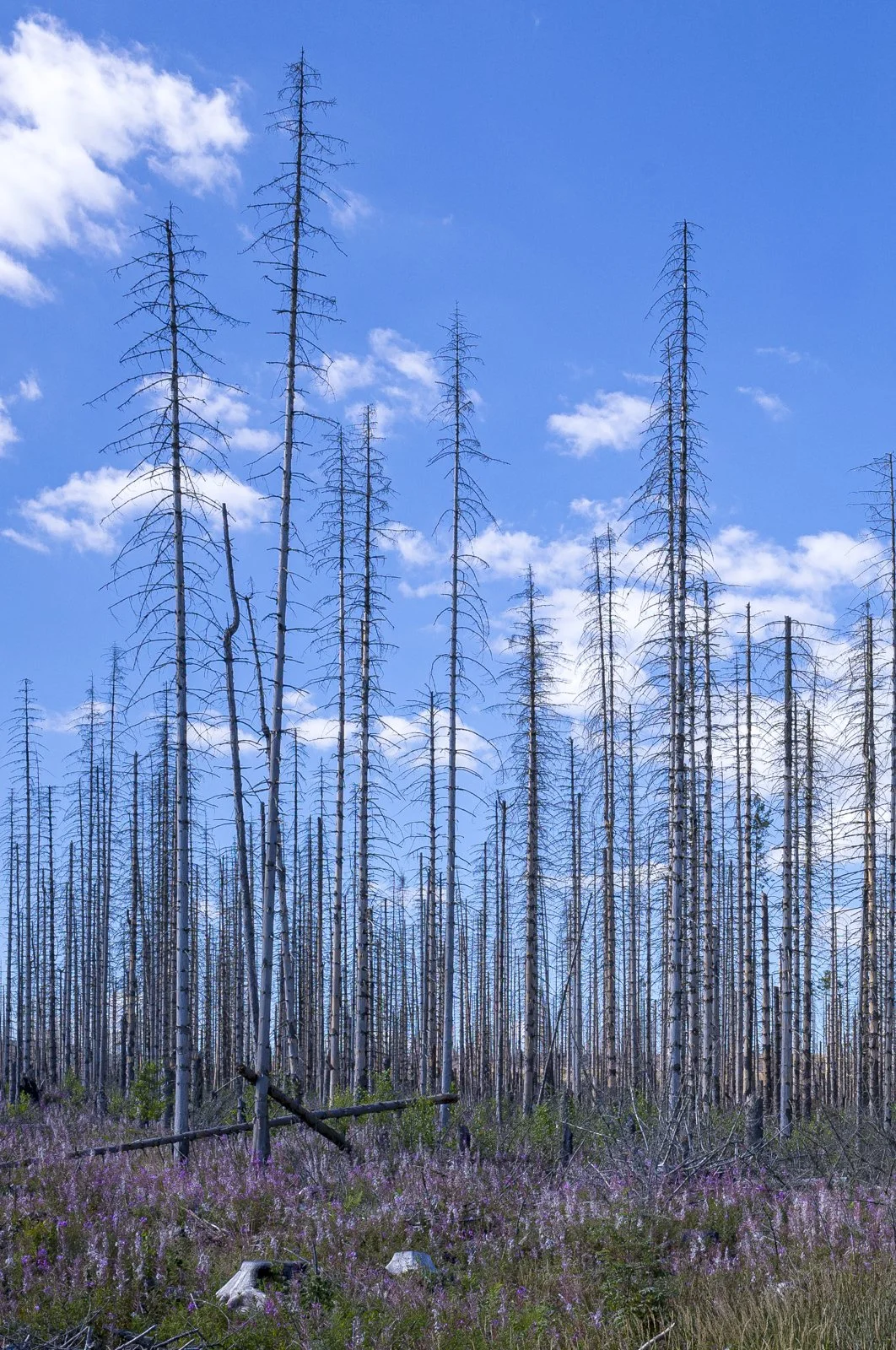 Herz-Environment-climate change.jpg