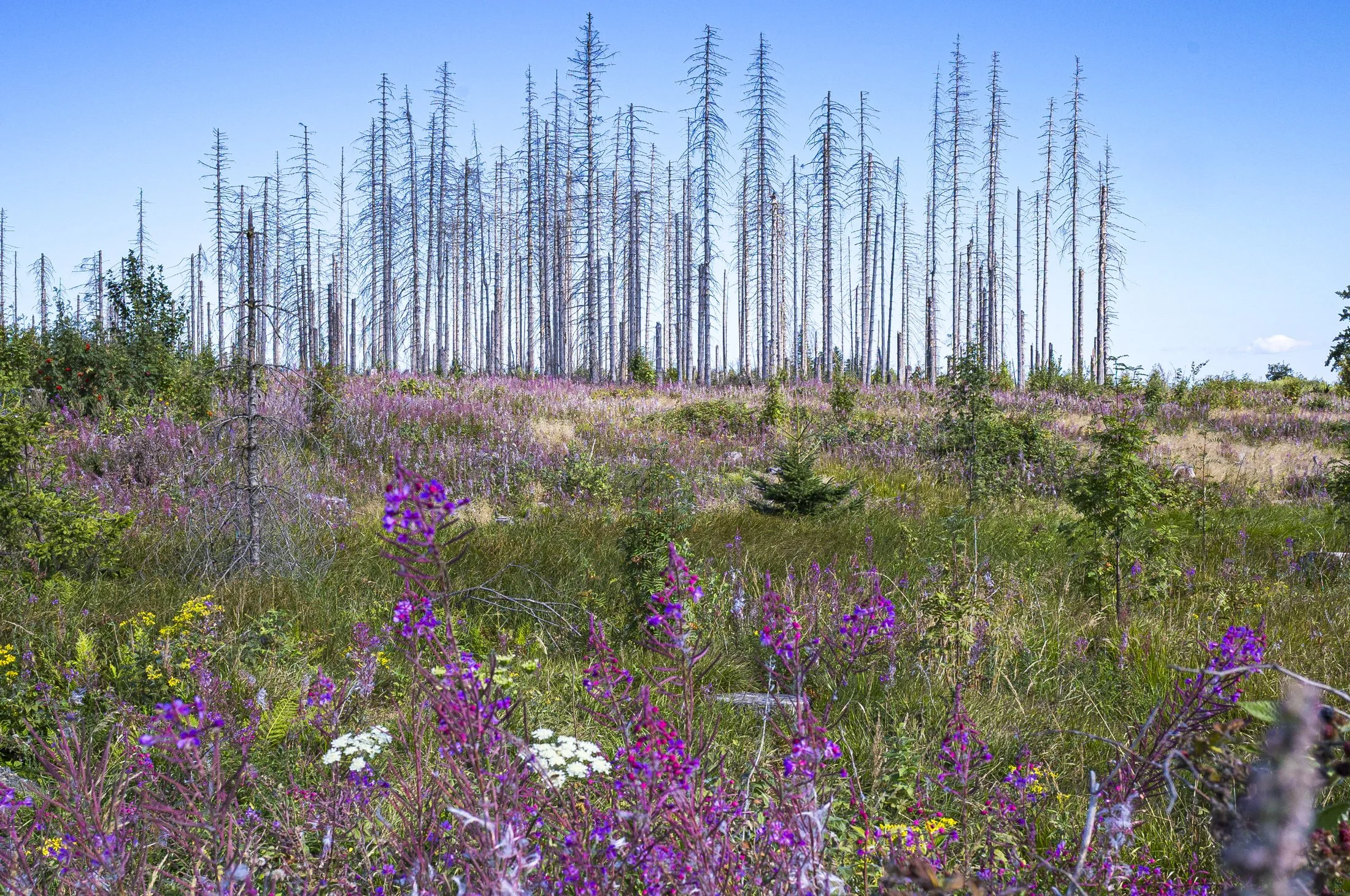 Herz-Environment-climate change1.jpg