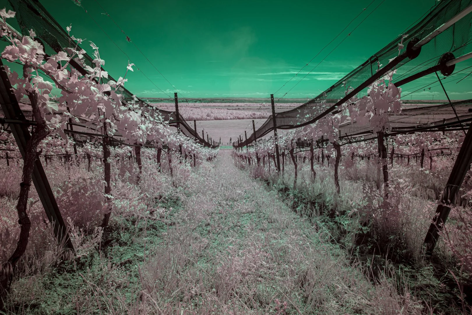 vineyard-browncoal-Tagebau 1.jpg