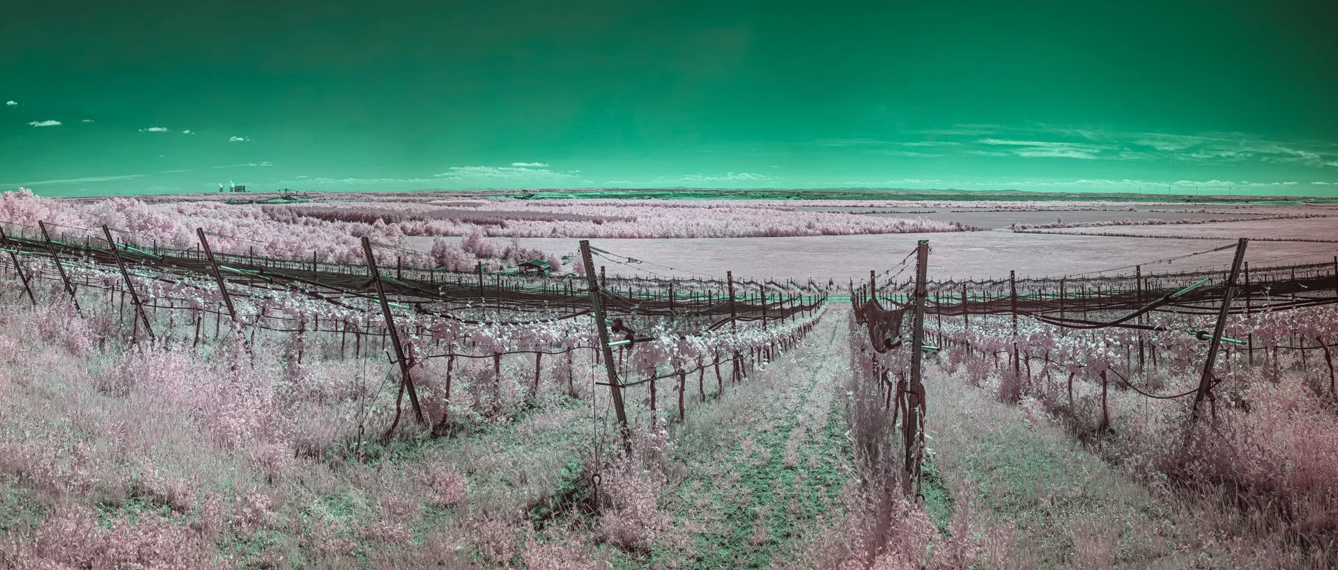 vineyard-browncoal-Tagebau.jpg