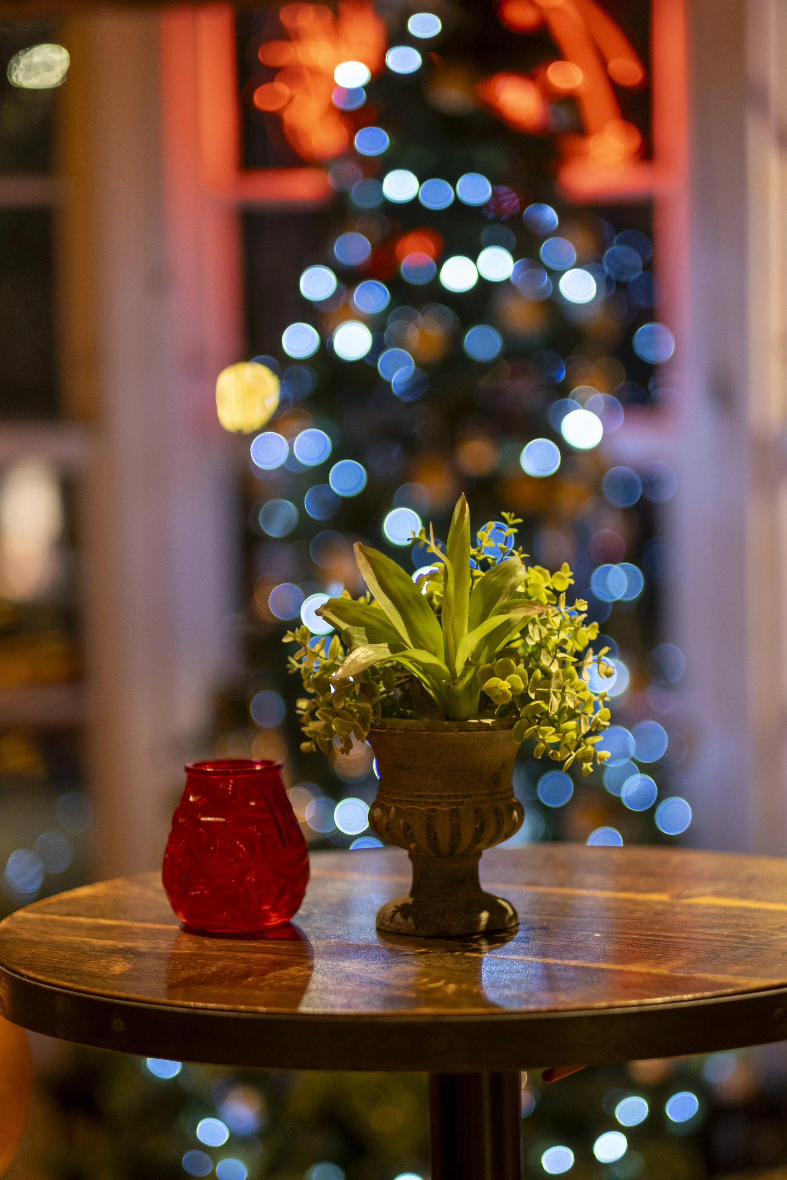 A yellowish-green plant with small white flowers in a brown decorative pot on a wooden table. In the background, colorful blurred Christmas lights.