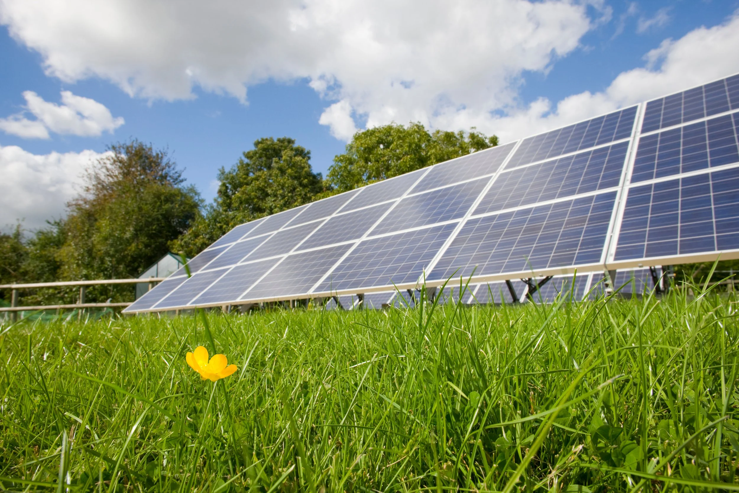 solar-panels-in-a-green-field-with-flower-2026-03-26-03-37-07-utc.jpg