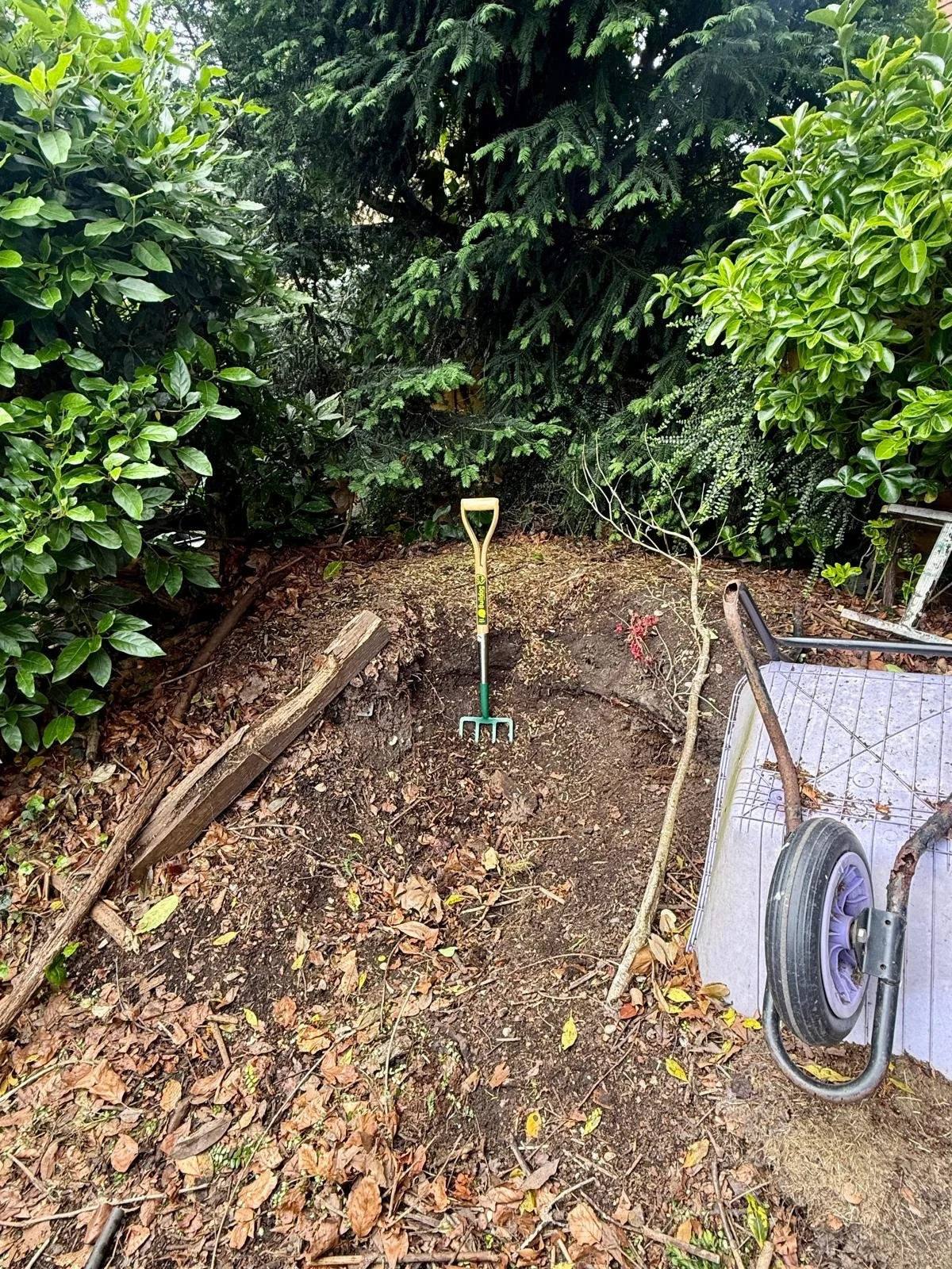 A yard with a garden bed that is being prepared for planting, with a small gardening fork standing upright in the soil, surrounded by green bushes and trees, a wheelbarrow with a purple wheel on the right side, and fallen leaves on the ground.