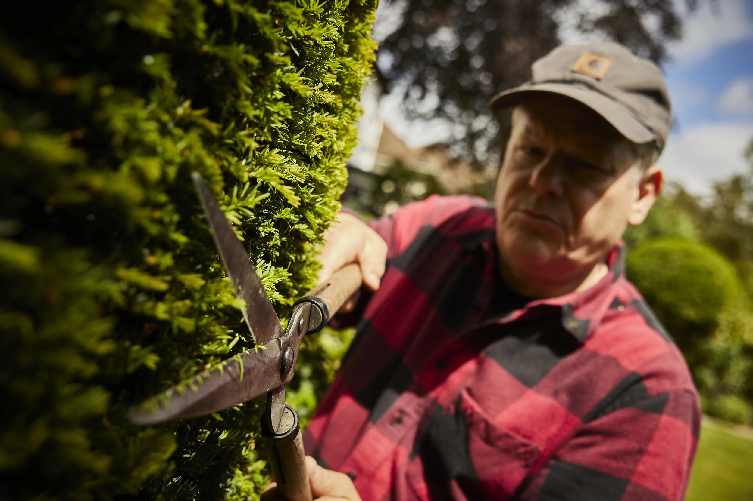 A person trimming a hedge with garden shears outdoors on a sunny day. The person is wearing a gray cap and a red and black checkered shirt.