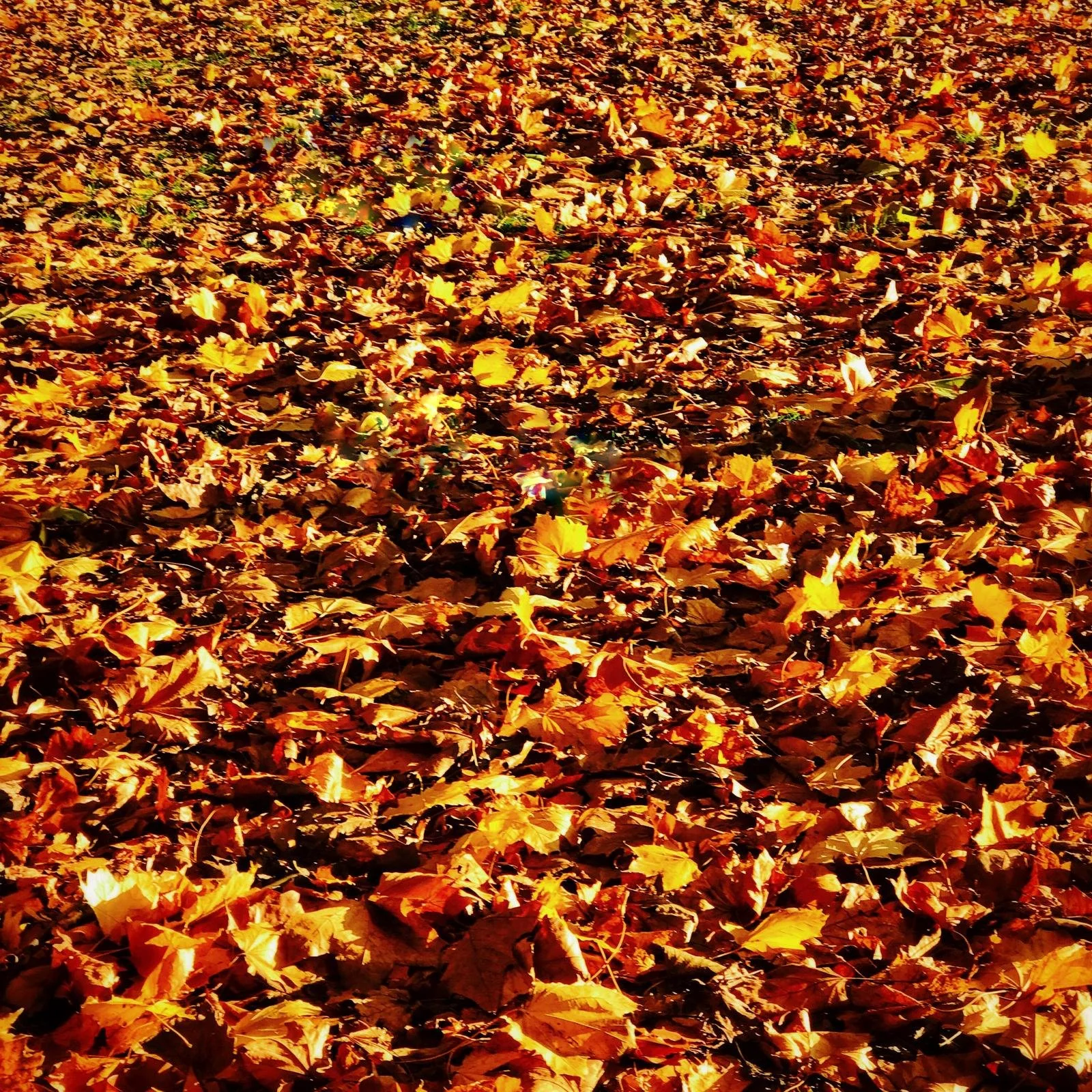 A ground covered with fallen autumn leaves in shades of yellow, orange, and brown.