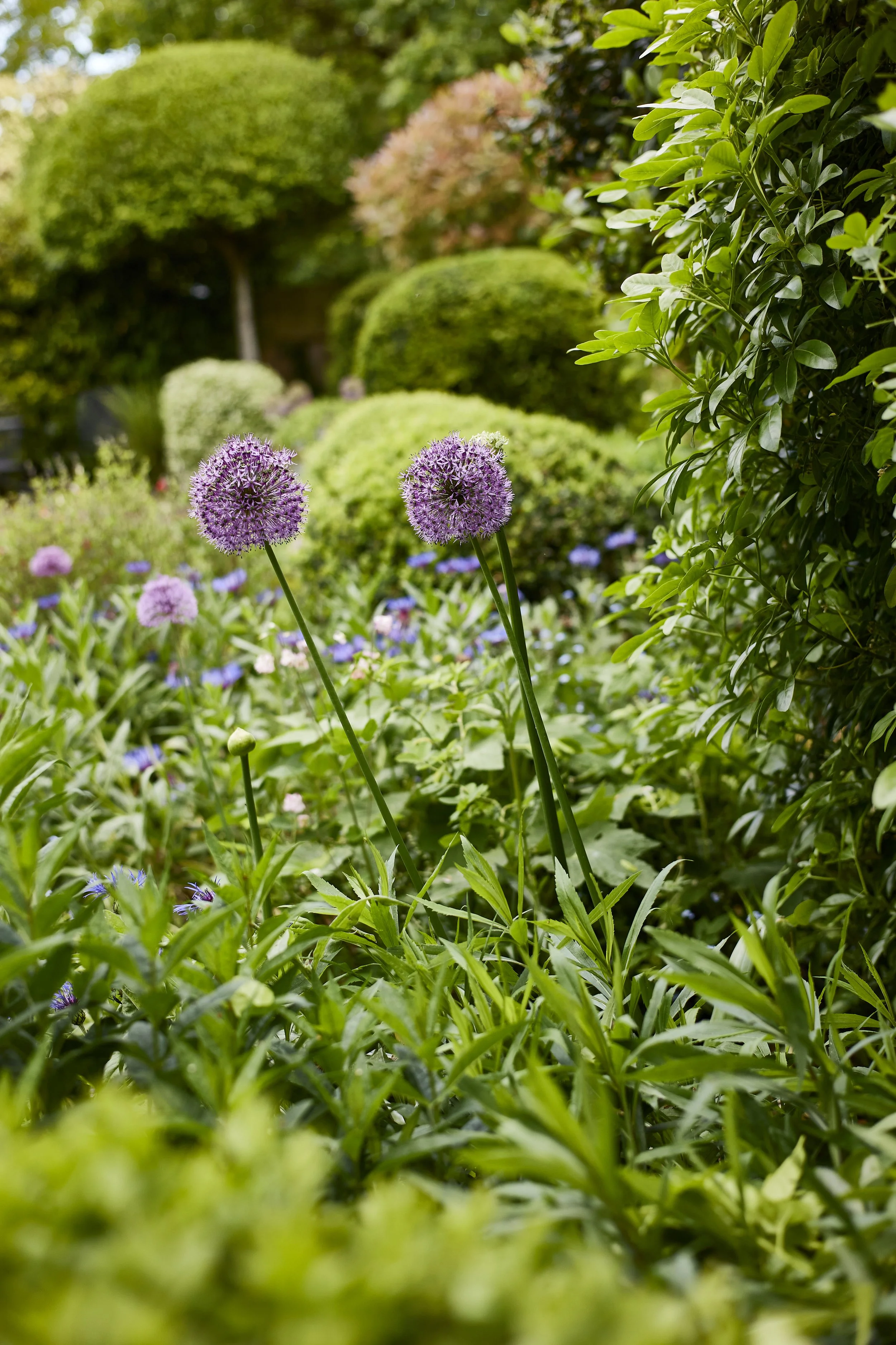Close-up of purple allium flowers in a lush garden surrounded by various green shrubs and plants.