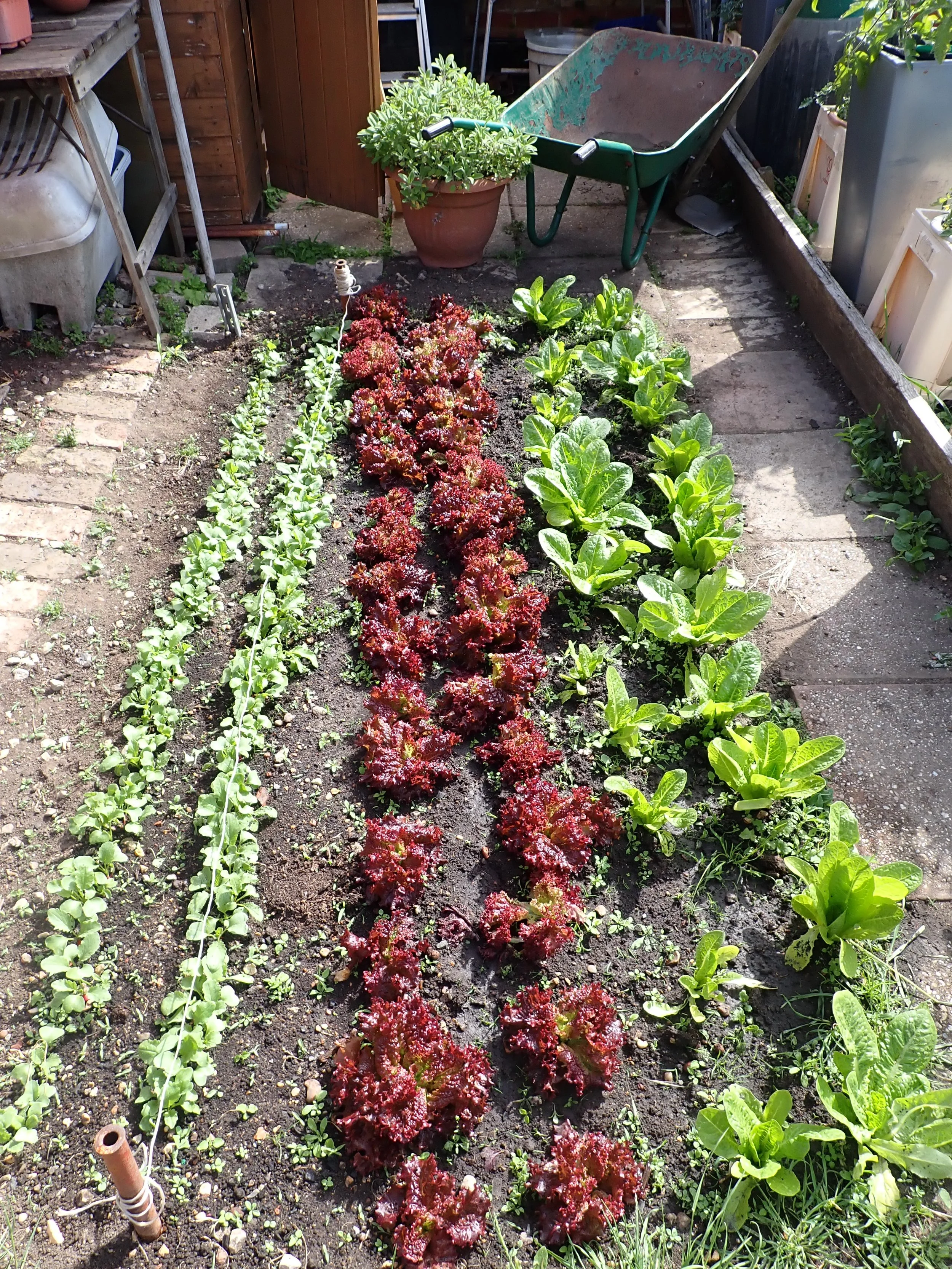 A vegetable garden with rows of leafy greens, including red leaf lettuce and romaine lettuce, growing in dark soil. There is a wheelbarrow, a potted plant, and gardening tools nearby.