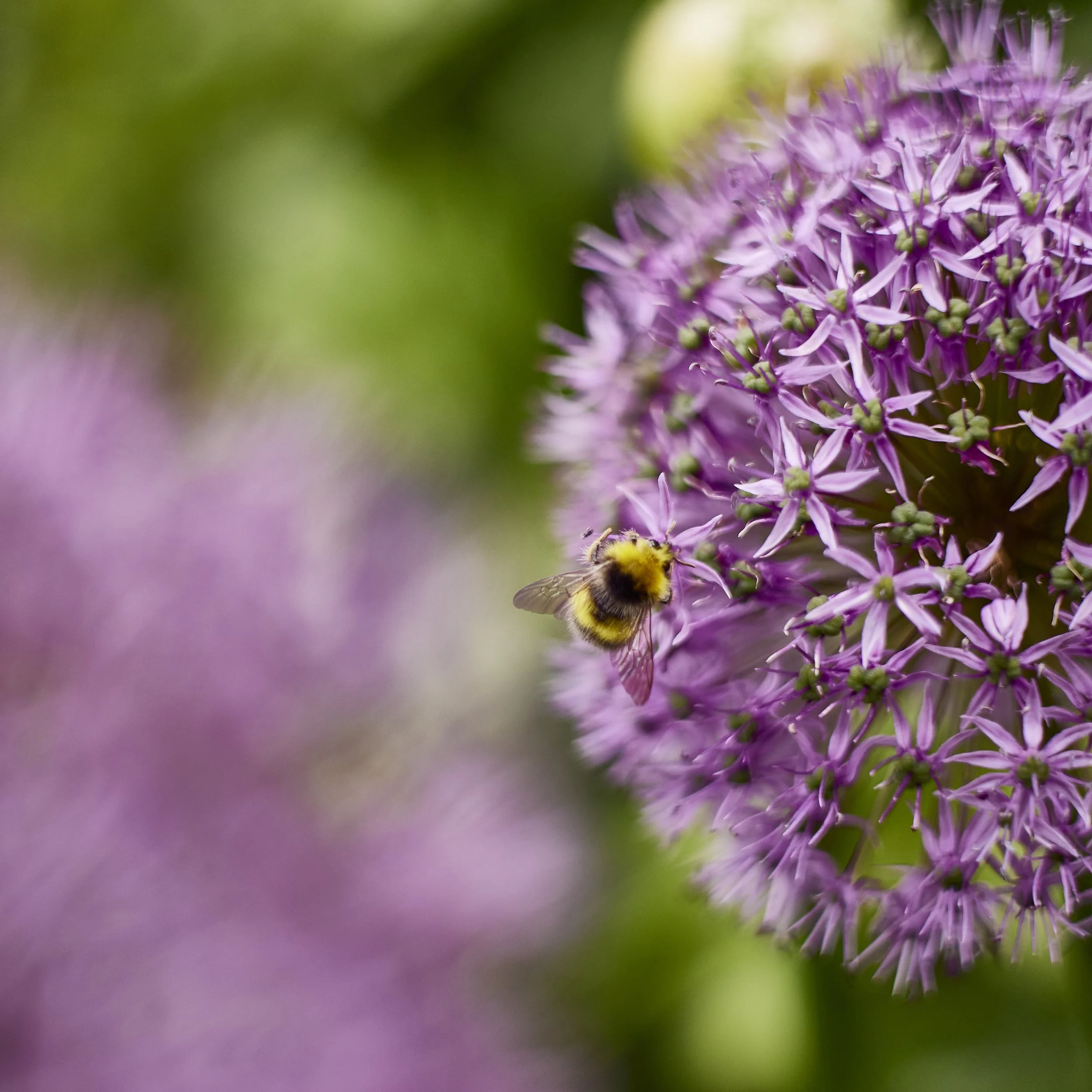 Close-up of a purple allium flower with a bumblebee collecting nectar on a flower.