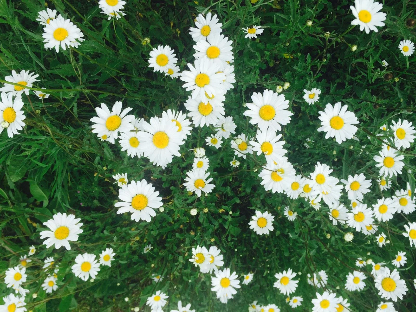 Field of blooming daisies with white petals and yellow centers amidst green grass and foliage.
