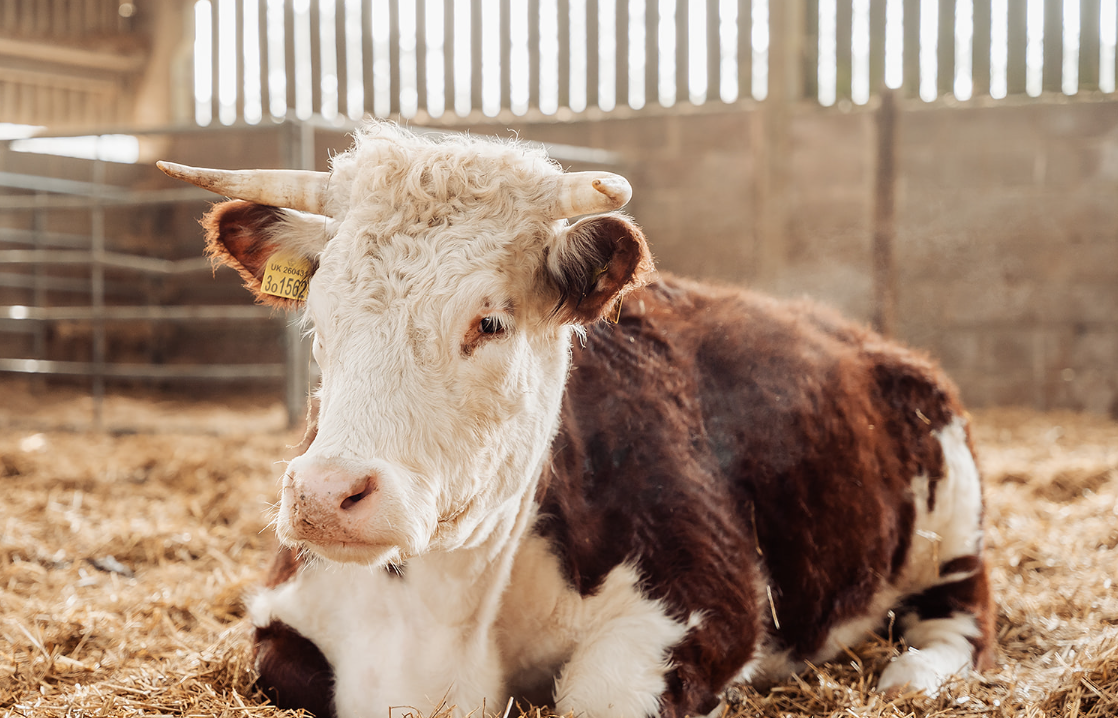 Young calf with white and brown fur lying on straw inside a barn.