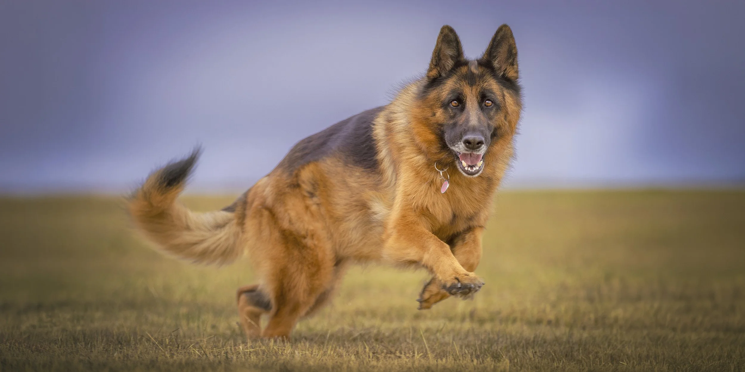 A happy German Shepherd running through a grassy field with a cloudy sky in the background.