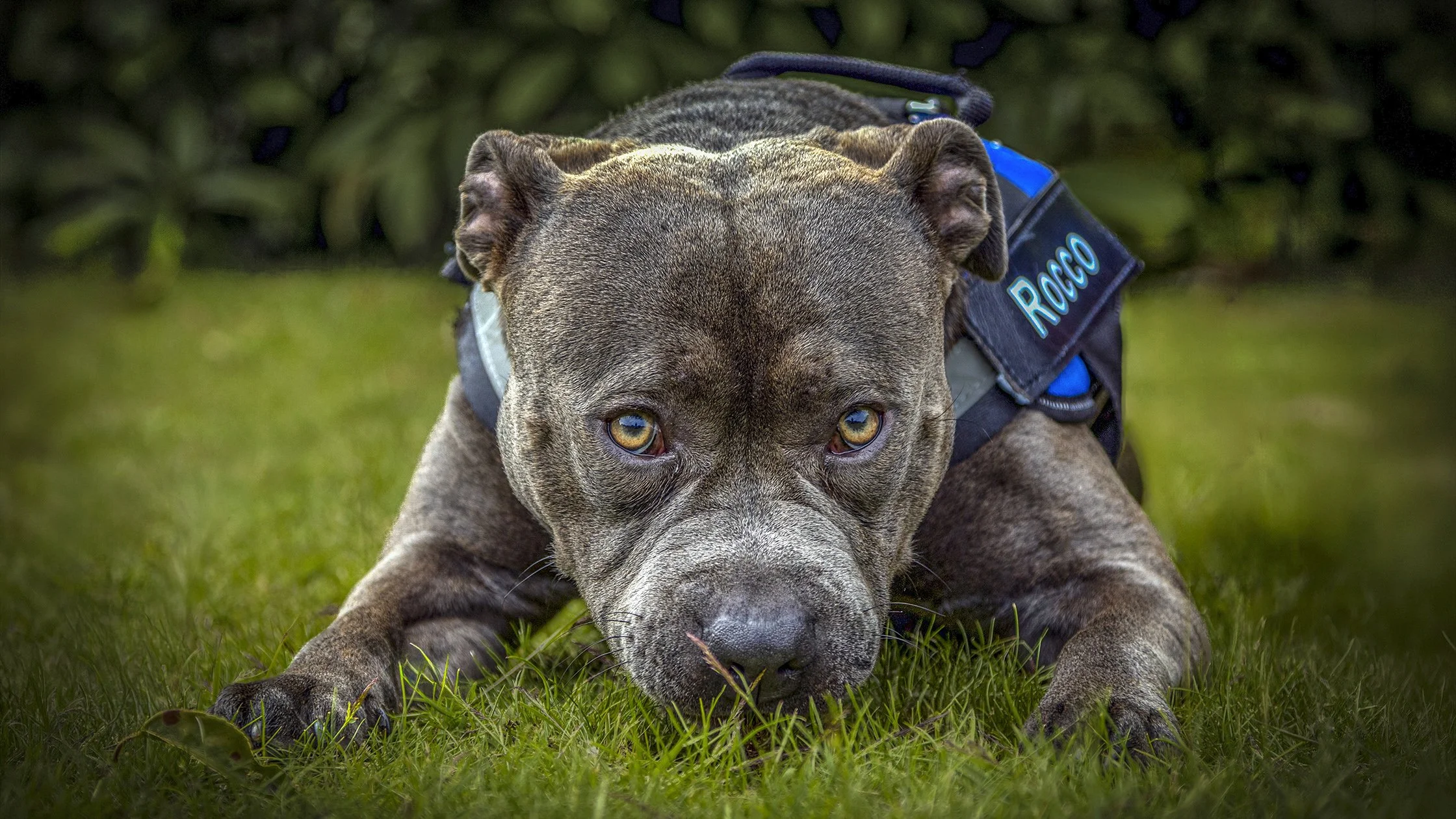 Rocko004 wide.jpg