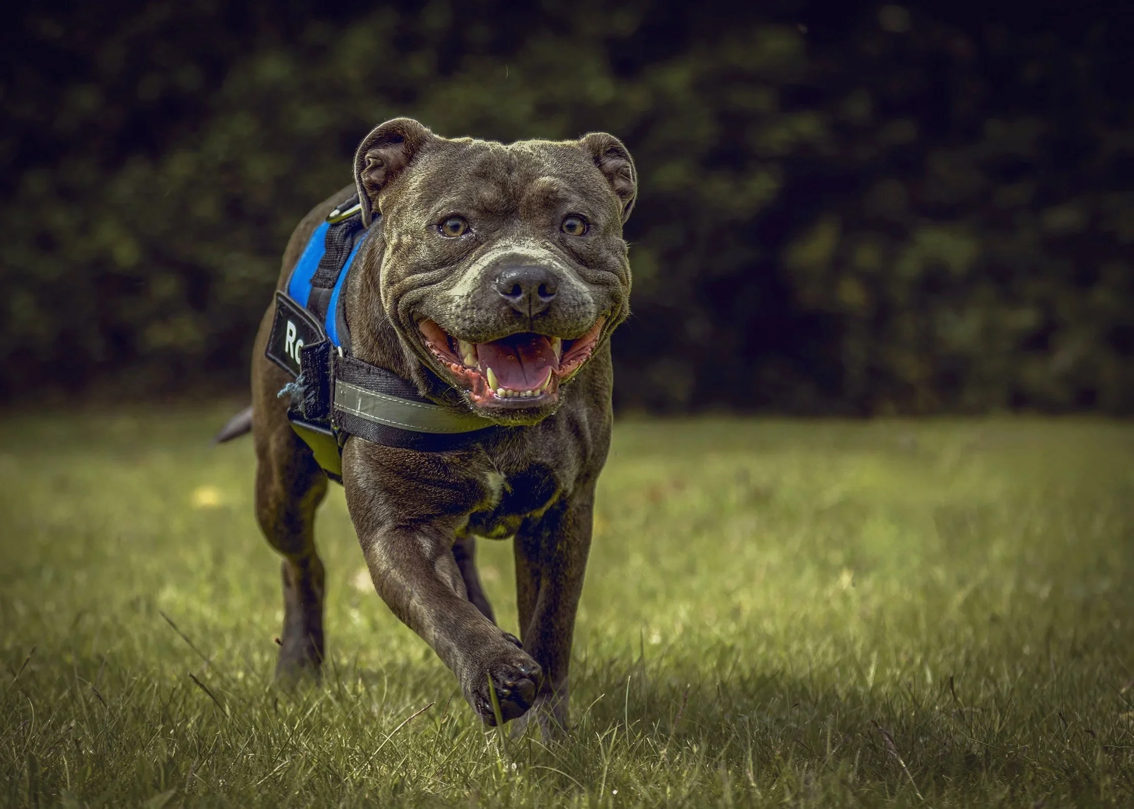 A PET-ography.com bespoke photo of a Staffordshire Bull Terrier running toward the camera