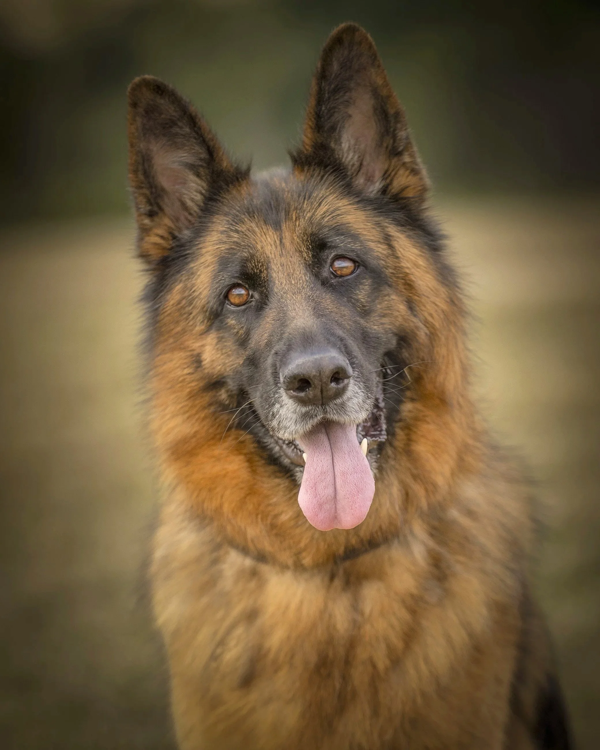 Close-up of a German Shepherd dog with its tongue out, showing its alert ears and brown eyes.