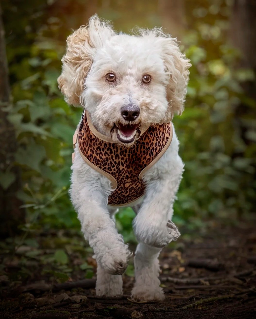 A cute dog running outdoors, wearing a leopard print vest, with a happy expression.