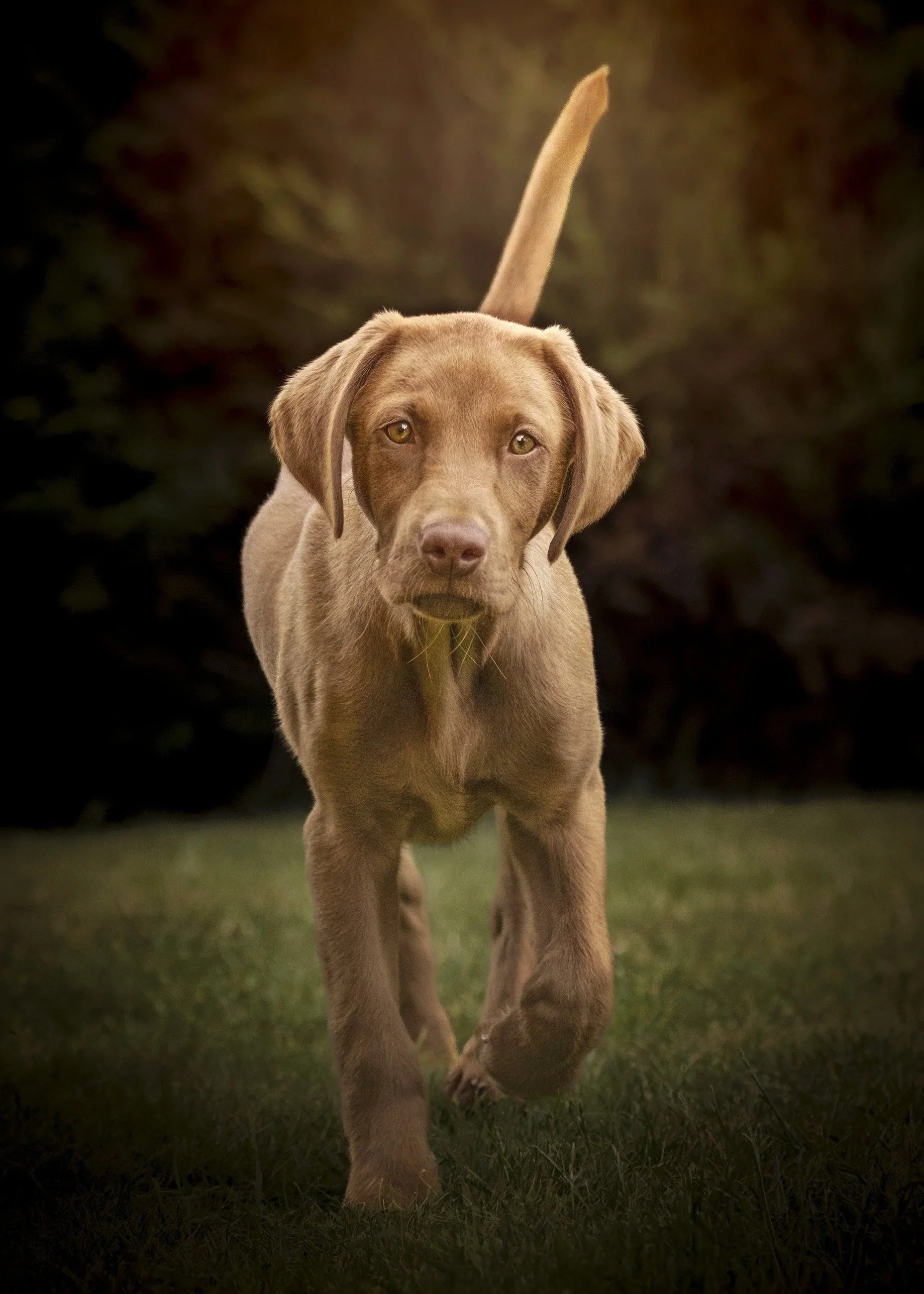 Young brown Labrador Retriever puppy walking on grass, looking at the camera, with blurred dark background.