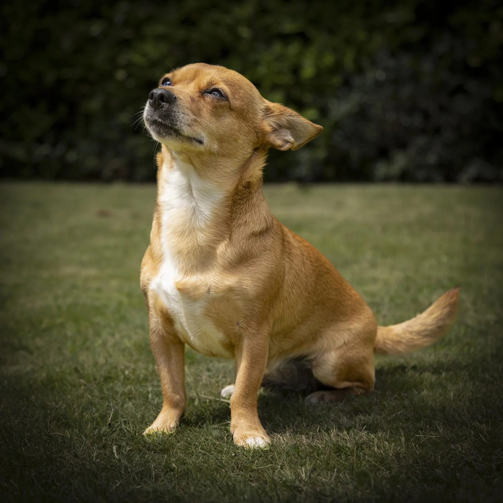 A PET-ography.com bespoke photo of a Jackawawa sitting on grass 